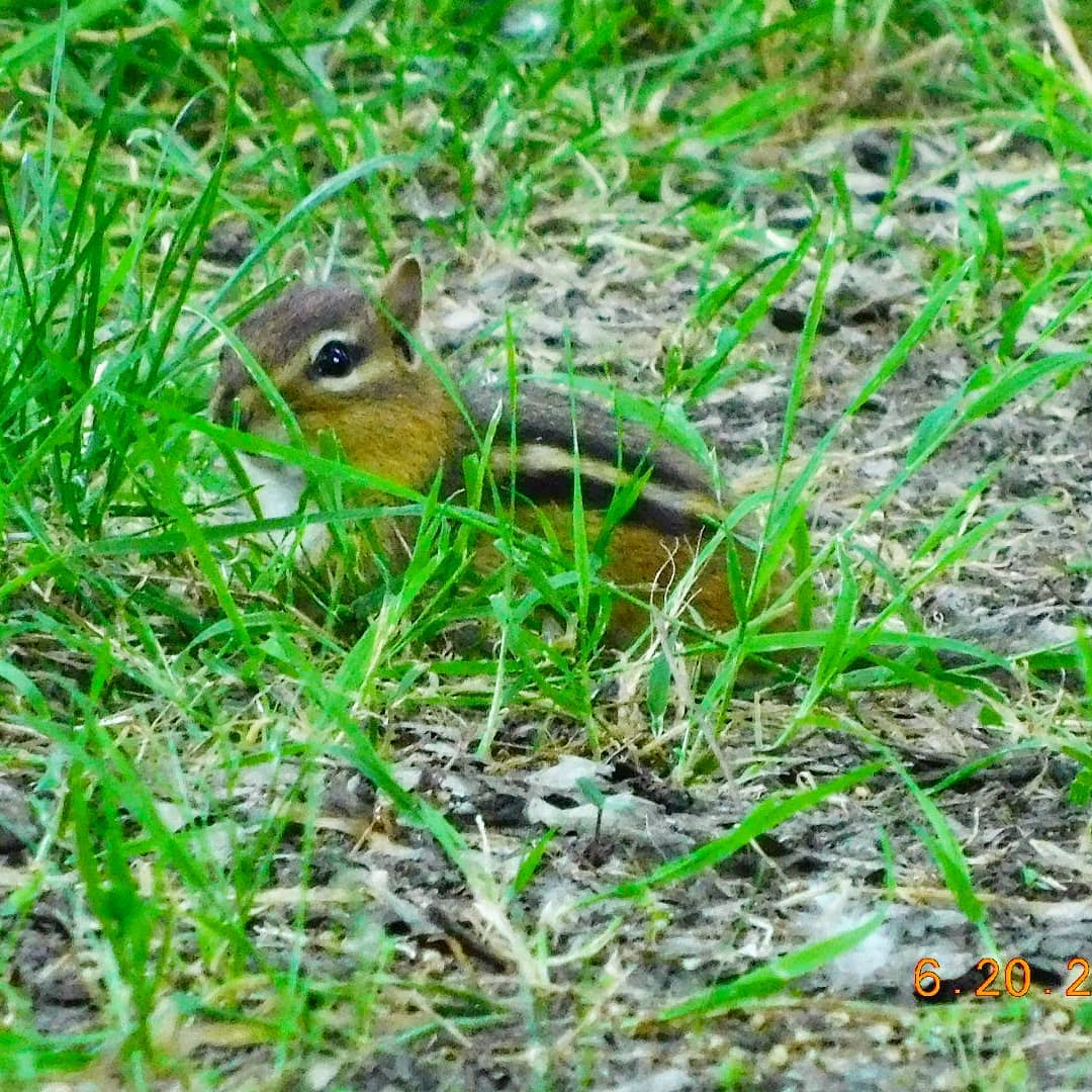 Saw this cute lil chipmuck when we went grilling was a beautiful day outside…chipmunk beauti…