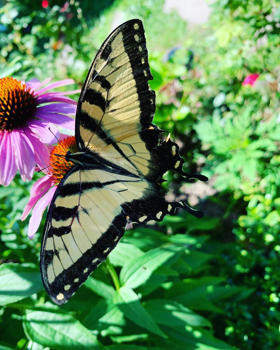 Rain rain go away the butterflies are ready to come out and play outdoors summervibes summer s…