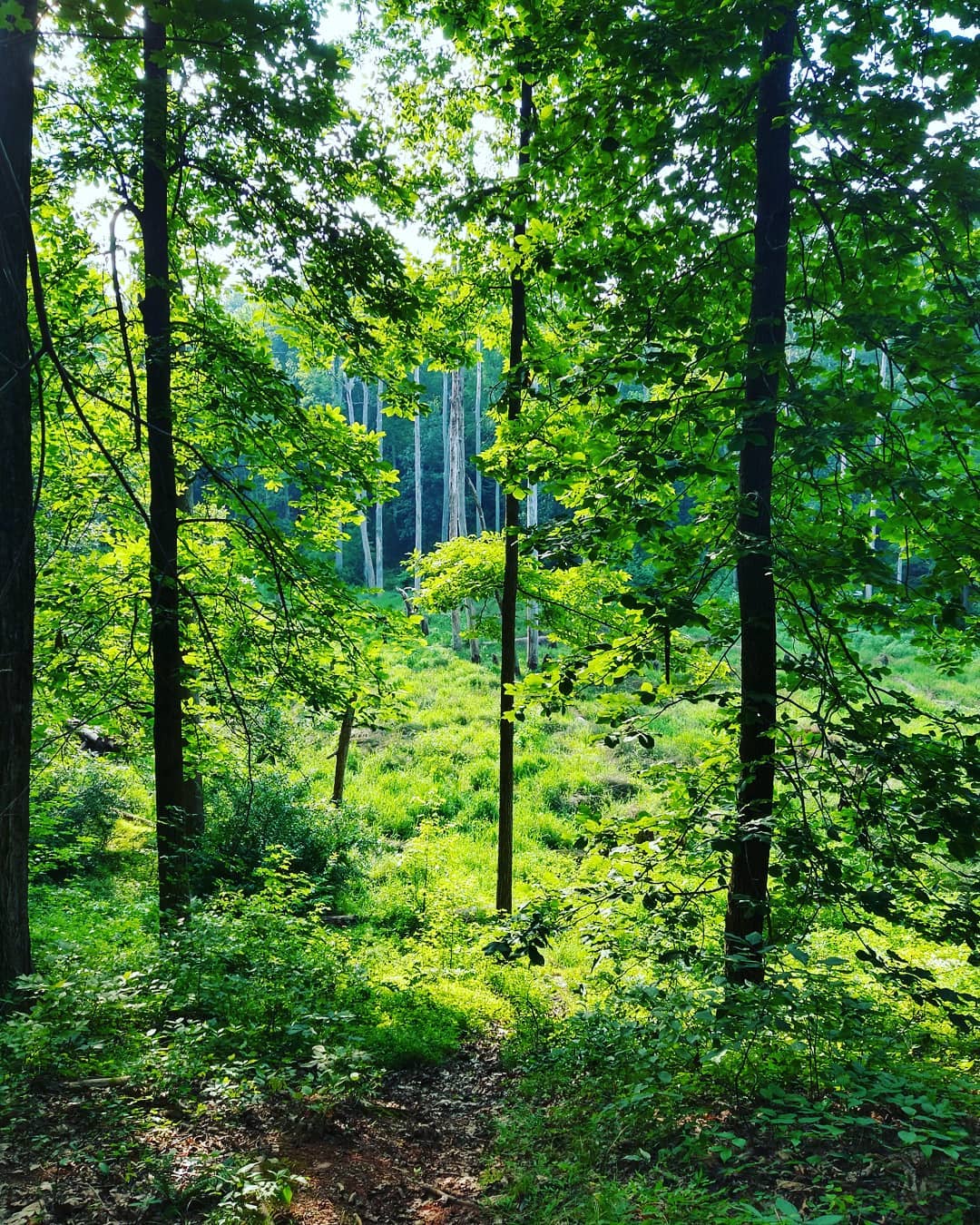 Pictures from a morning hike on a gorgeous trail outside of townhiking outdoors photography wo…