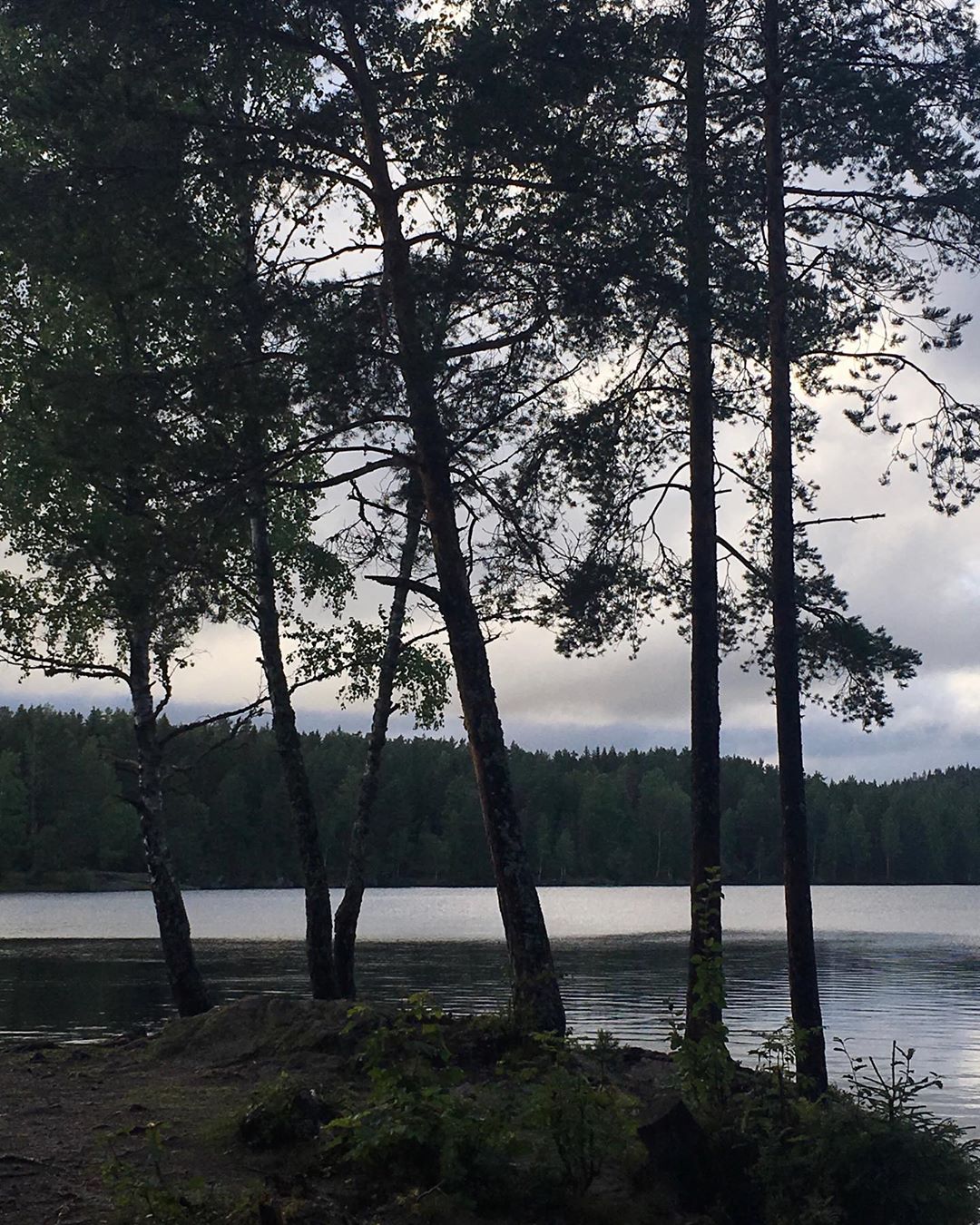 The trees trees forest forestwalk hiking lakewalk ilovenature outdoors tjernet skogensro