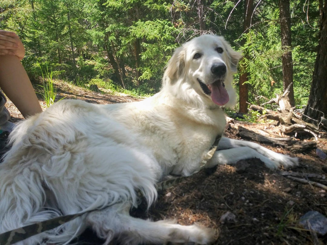 Clydes all woofed out after a long for him hike.