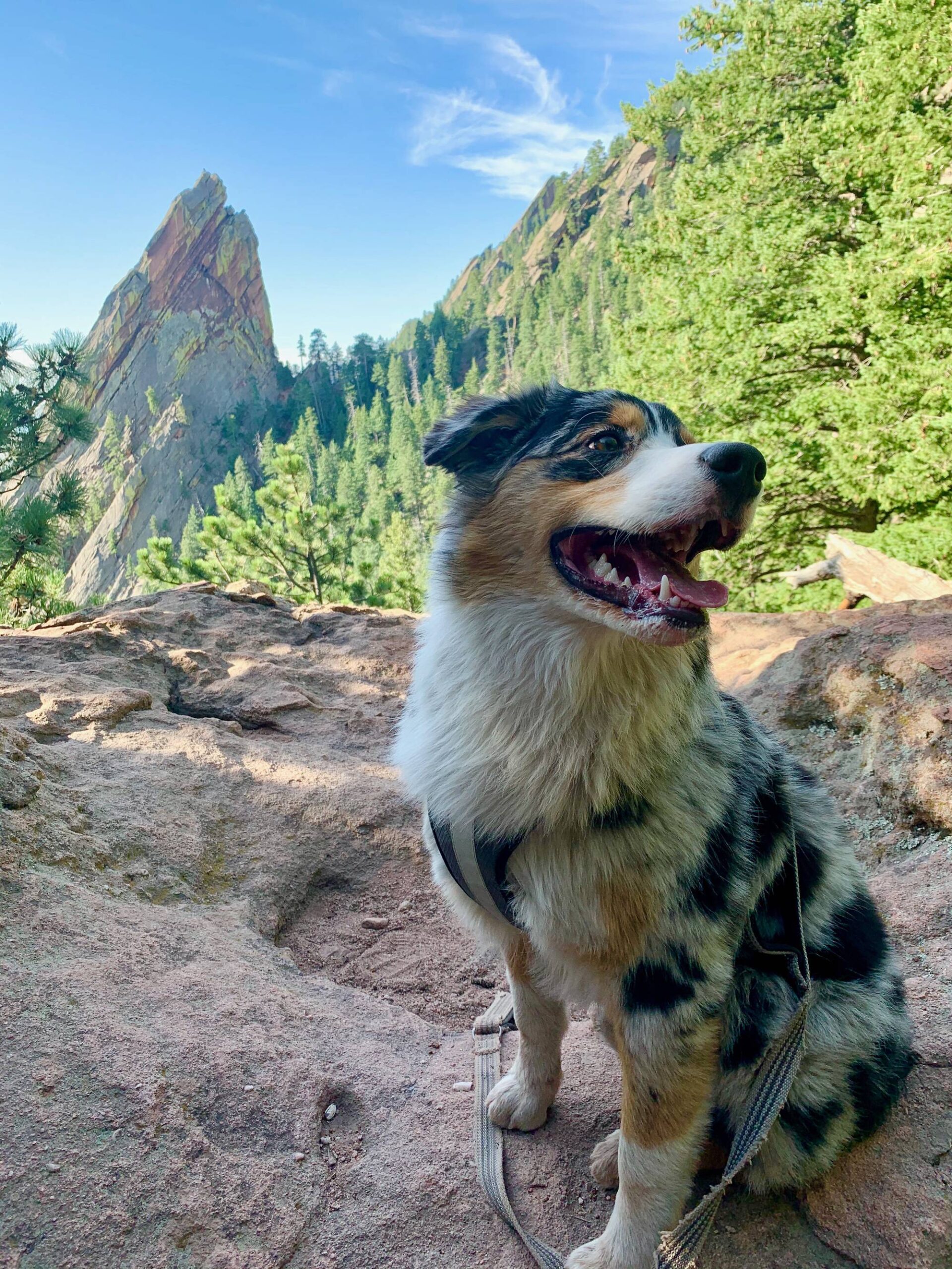 Gumbo loves his hikes