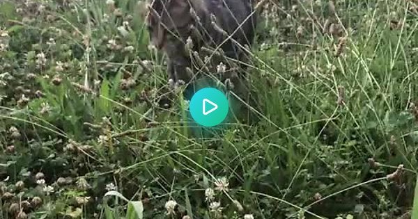 6 mo. old Indy out on a hike with us