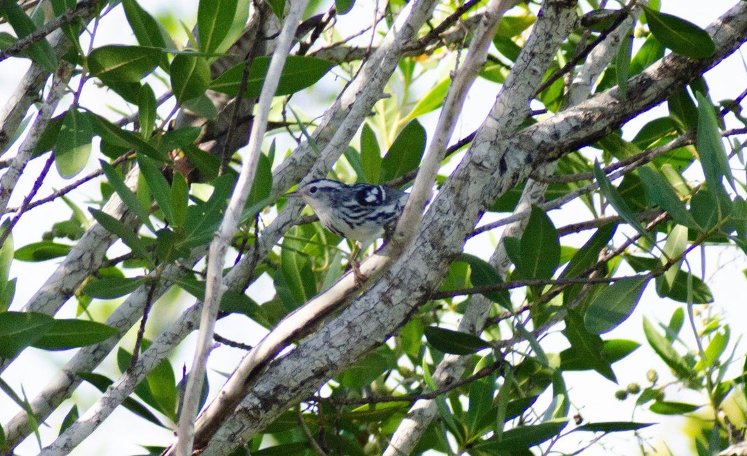 Went on a bird-watching hike to the Everglades National Park. Ill be going there again soon, so many birds