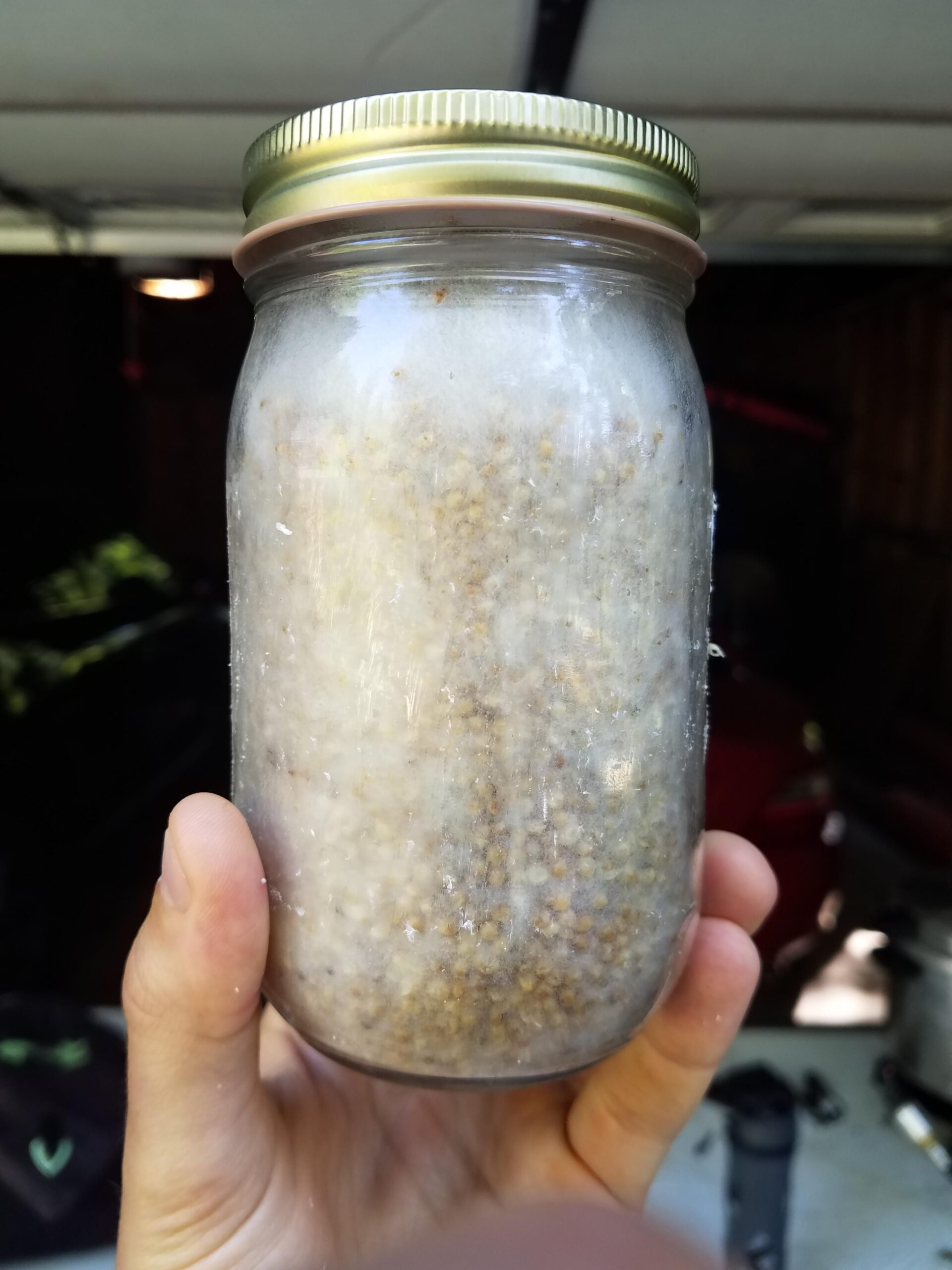 Medicinal – This wild reishi I found while hiking is eating through this jar like crazy