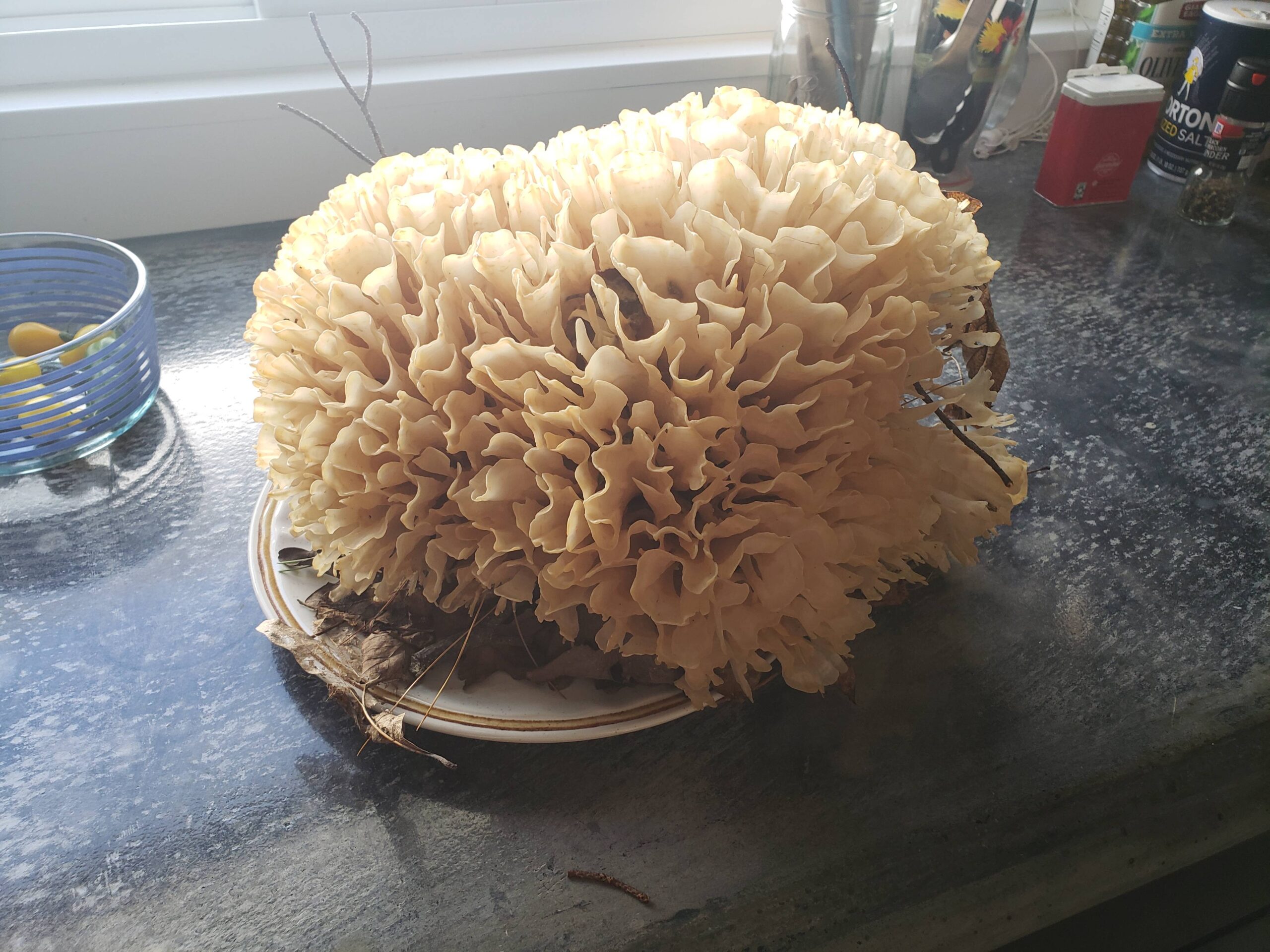 Wasnt even looking for mushrooms this hike and stumbled upon this giant Cauliflower Sparassis crispa