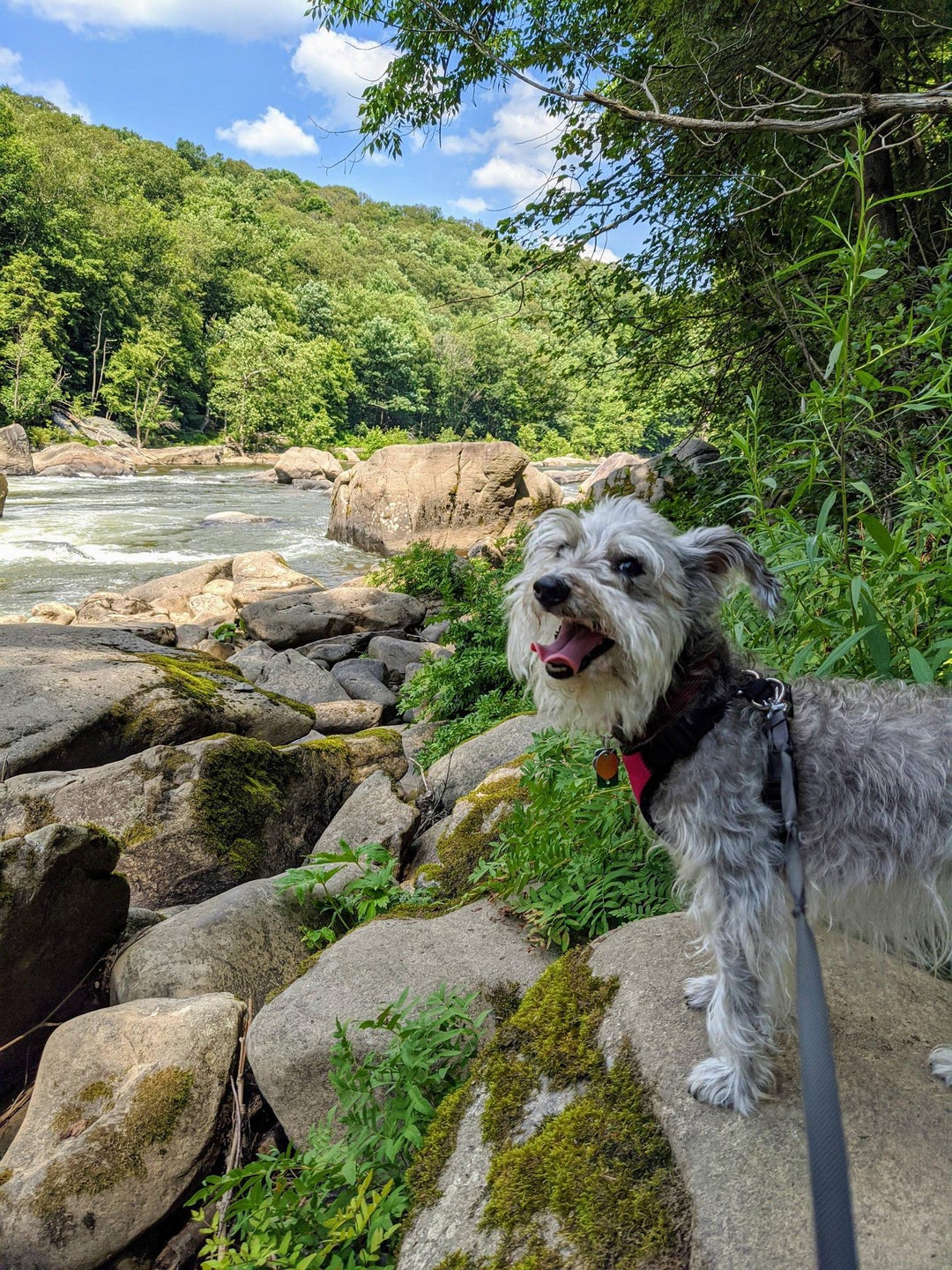 This 11 year old girl still loves a good hike