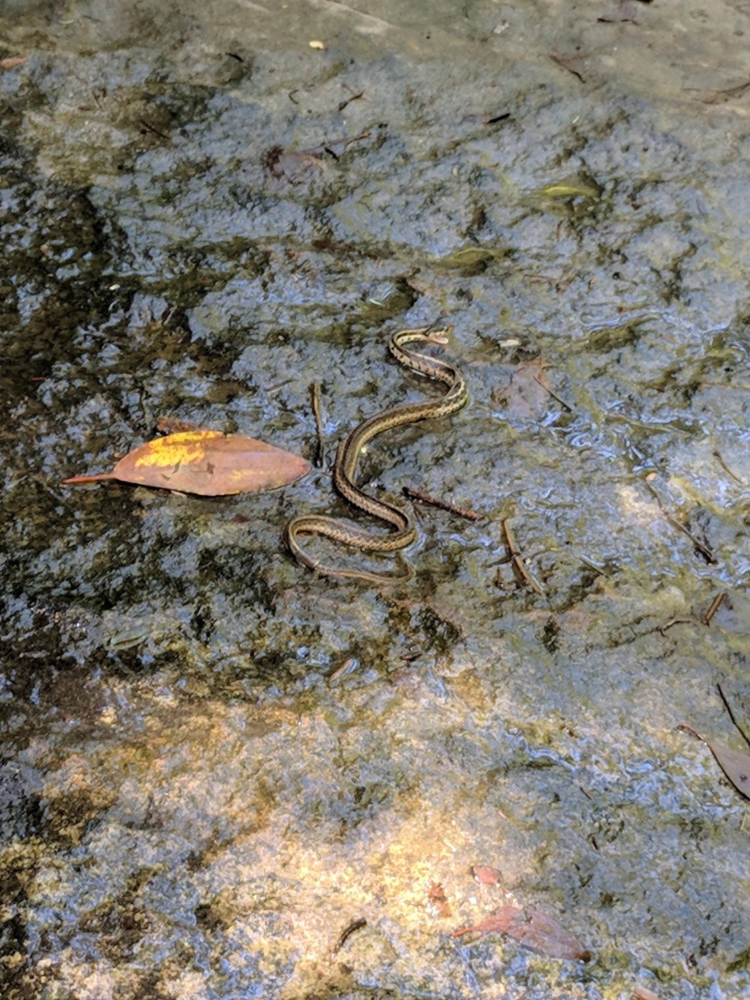 Seen while hiking north Georgia Cloud Canyon.