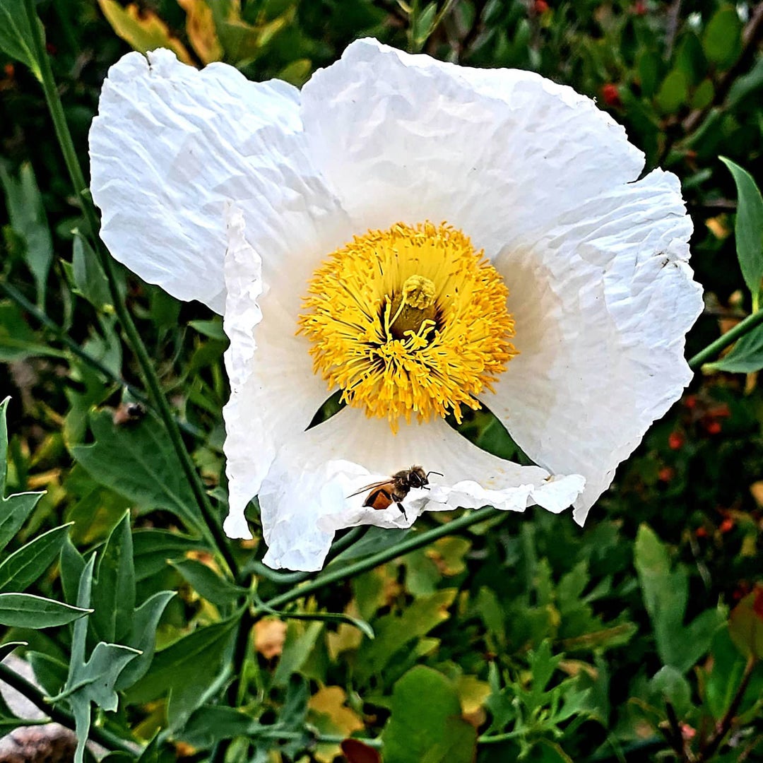 I fell in love with this cutie while hiking in Mission Valley Trails, here in Southern California. I hope you love her as much as I do Used my Samsung Galaxy Note 10 Plus.