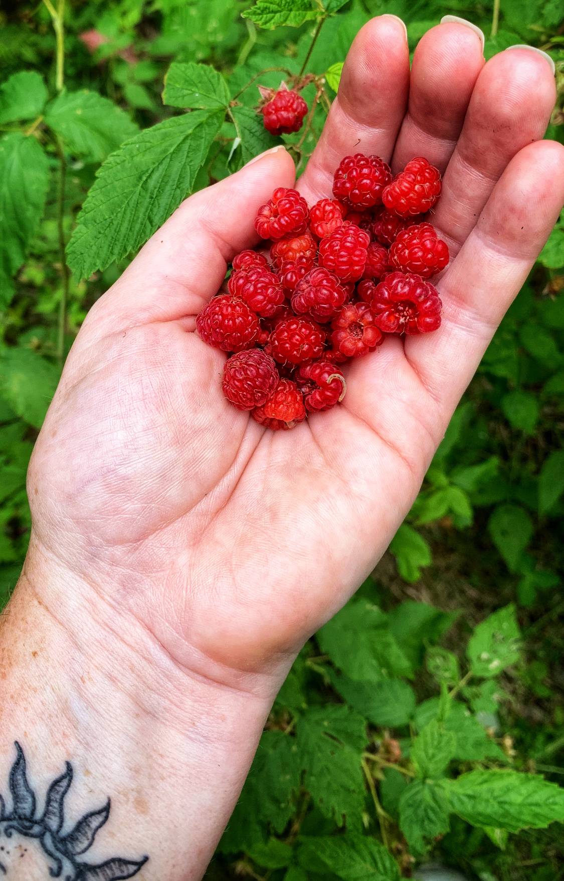 Found a patch of wild raspberries on my hike today. Looked closer at the pic when I got home and decided to wear my glasses next time I pick wild berries…