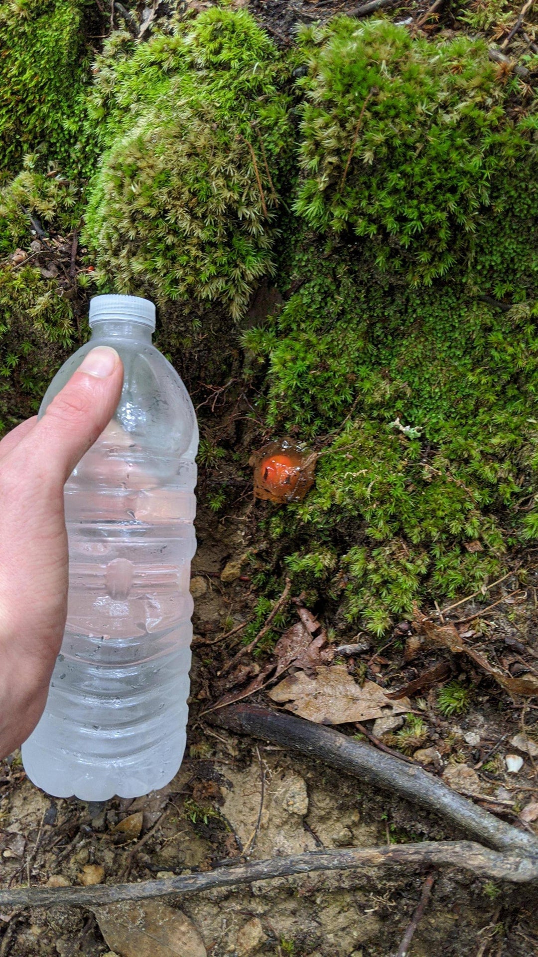 What is this strange fungus I found while hiking in Brevard, North Carolina My mom thought it was some kind of frog egg at first, but we broke one apart and it appeared to have roots and a white center. Water bottle for scale in some pictures.