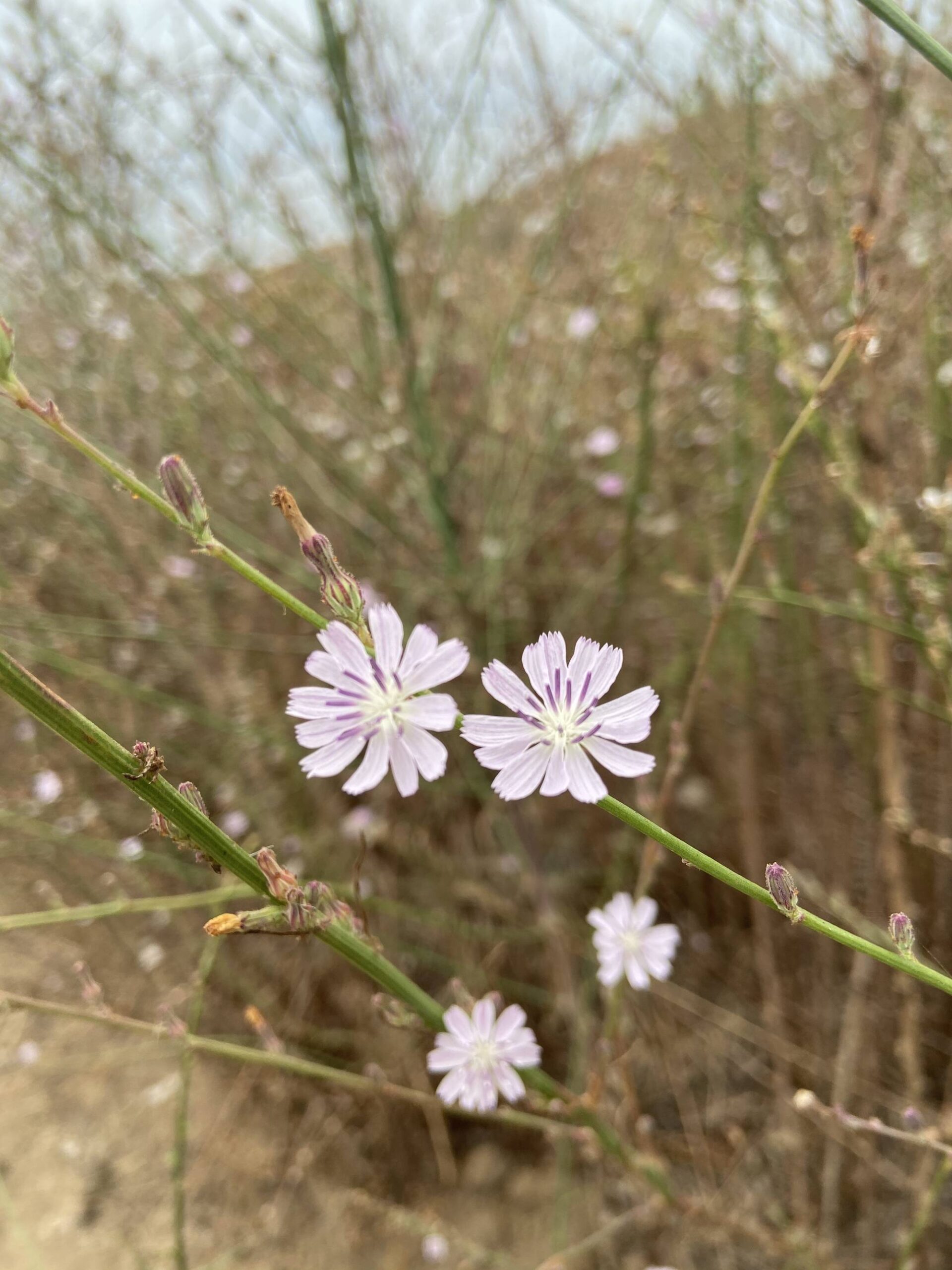 These wildflowers I saw on a hike