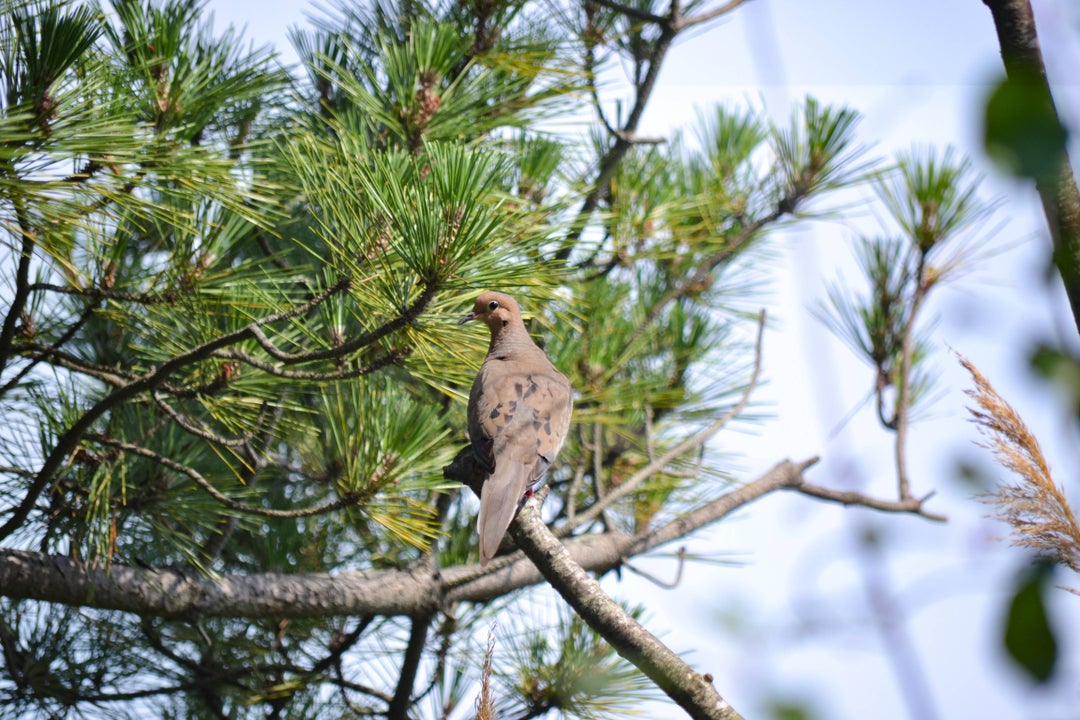 Im newly interested in birding. Heres some from a hike I took to Belle Isle Salt Marsh Boston, MA. Anyone able to ID the ones I cant link