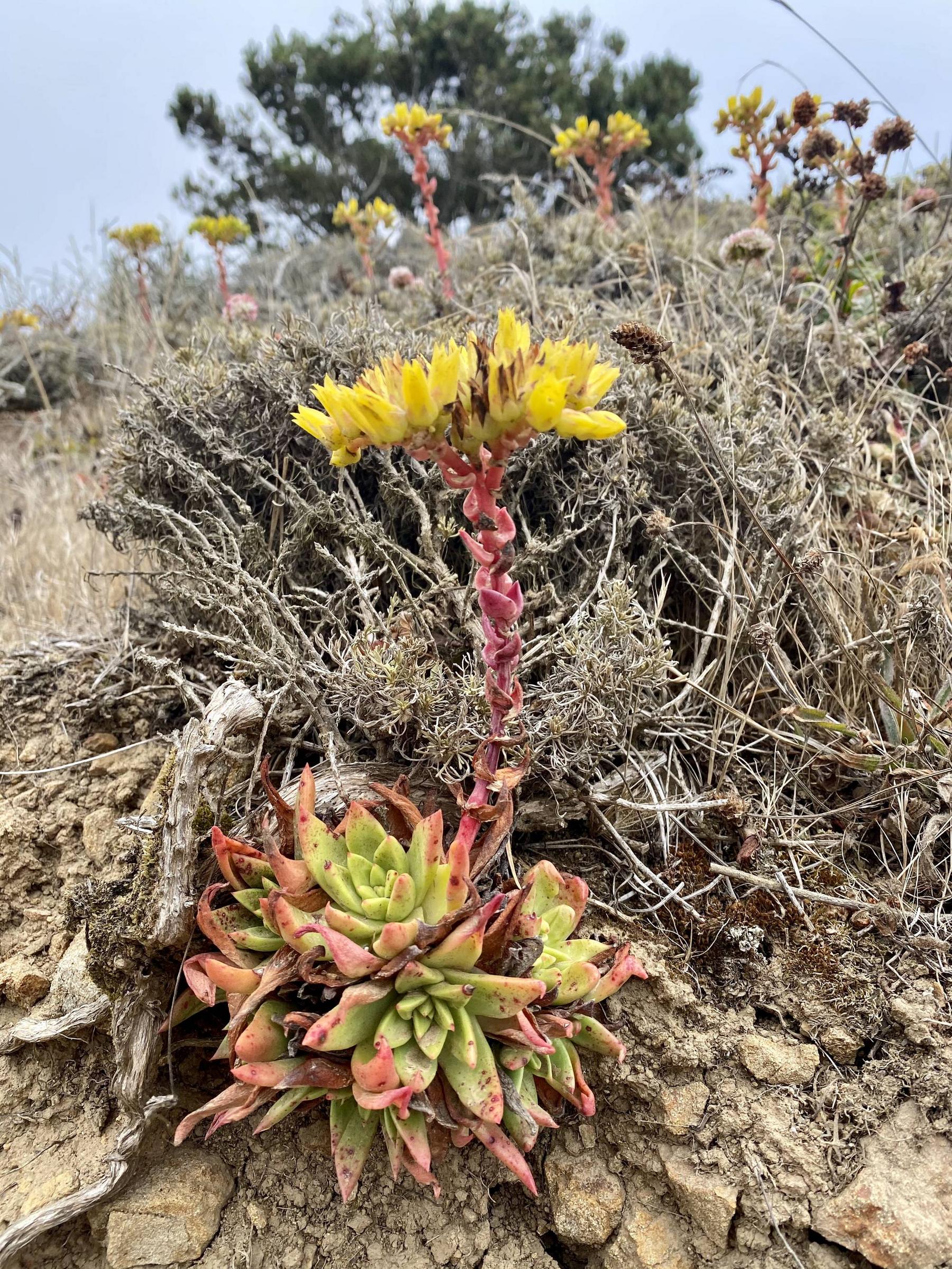 Dudleya farinosa – Bluff lettuce seen on a coastal hike yesterday in Northern California