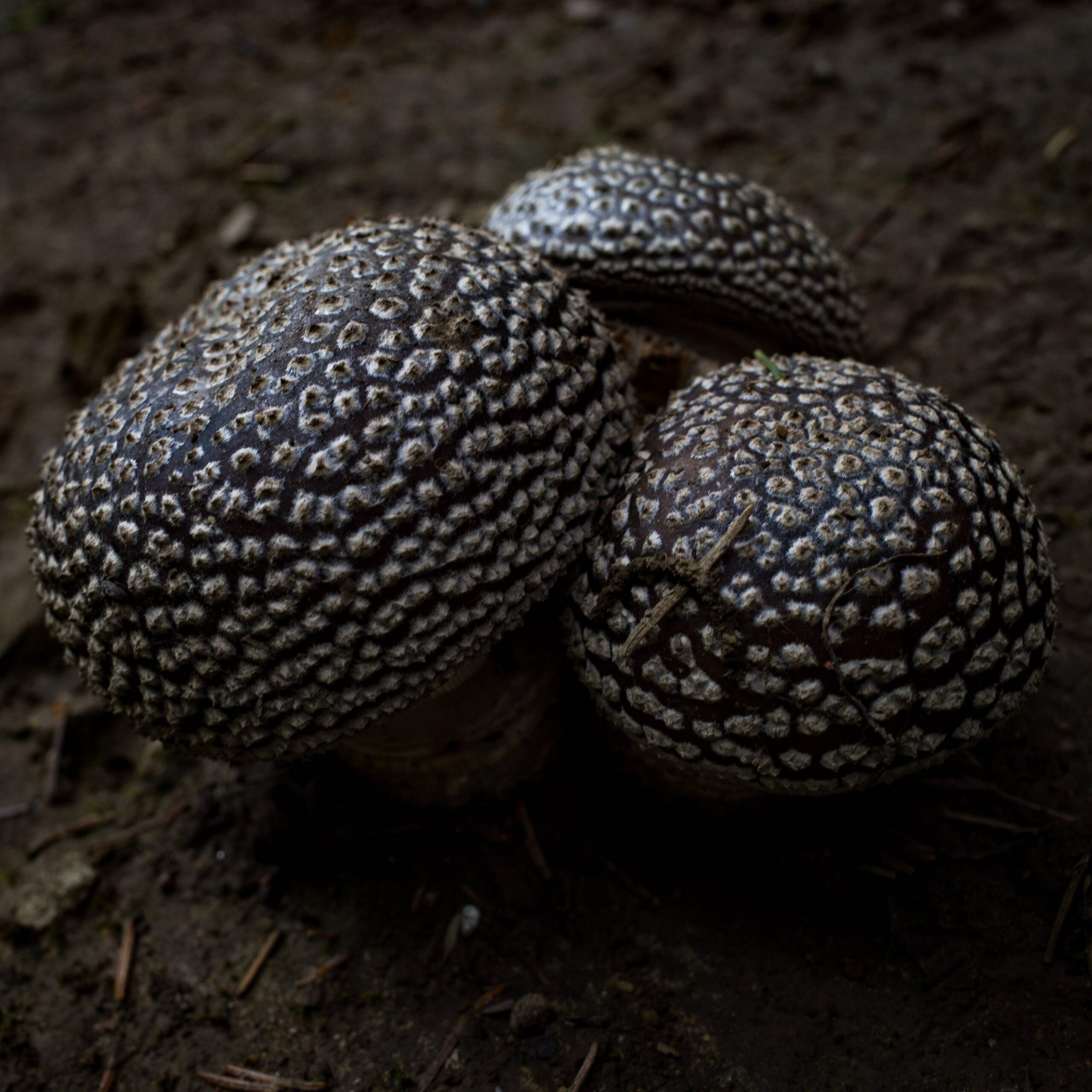 Amanita pantherina, found on a hike thru the ardennes in Belgium.