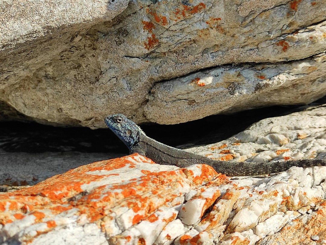 I found this Bloukop Koggelmander Blue Headed Lizard chilling in the sun during my hike in Cape Recife, Port Elizabeth today