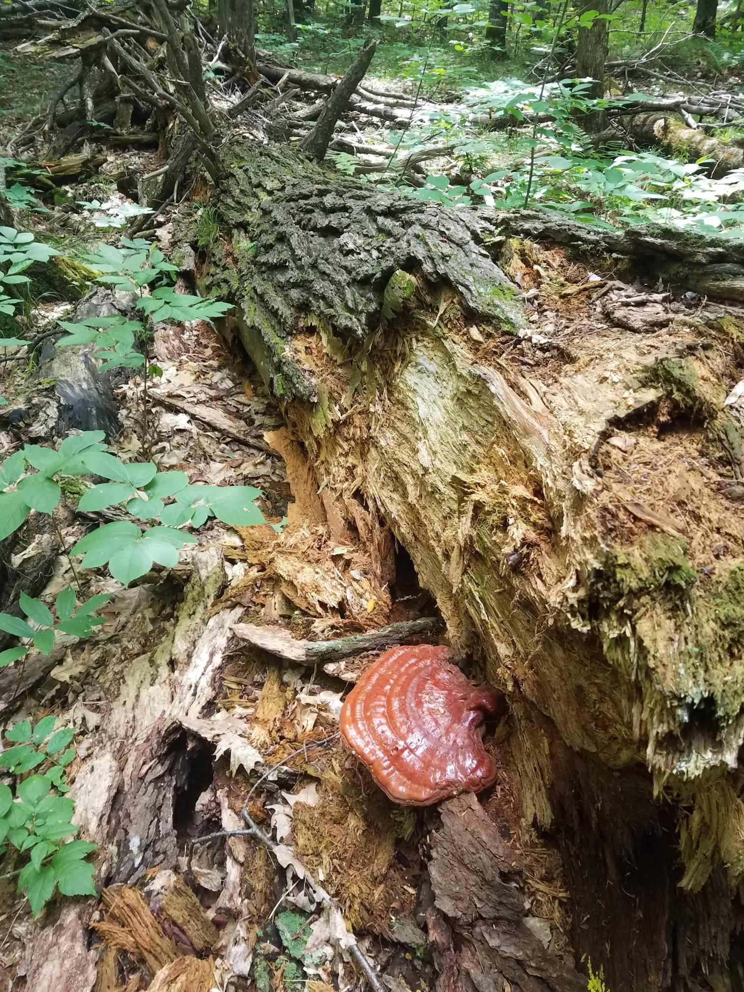 Medicinal – Wild Reishi Found on the same hike as when I found wild Chaga