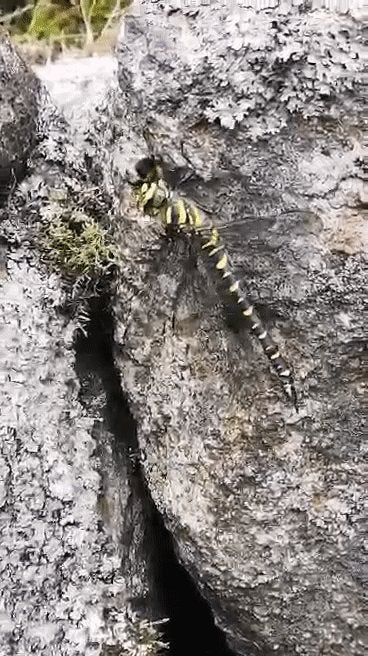 Was out hiking this weekend and came across this dragonfly snacking on a bee