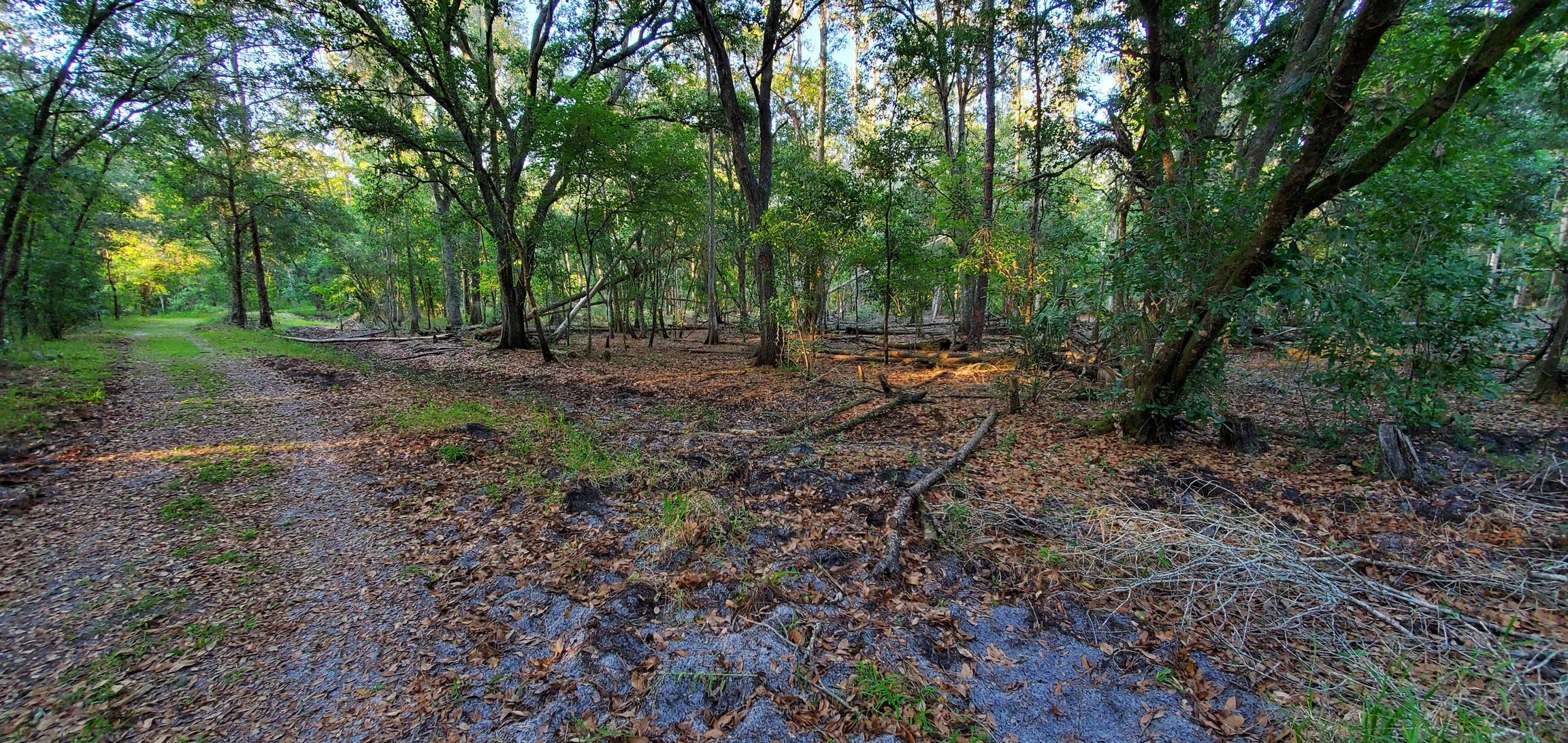 Gator Creek Reserve Trail during the not so wet season Lakeland, FL, USA.