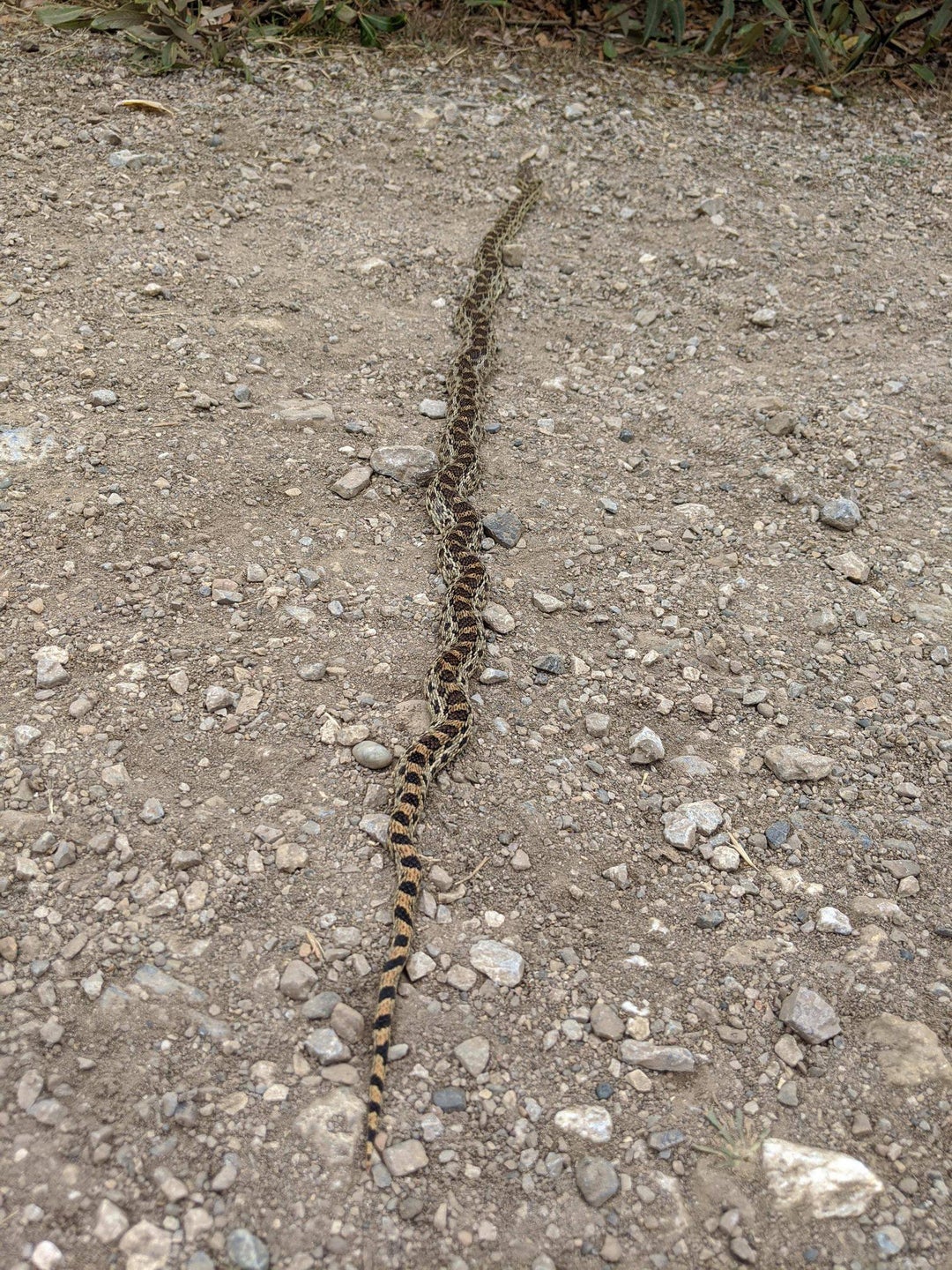 Long snake found on a hike