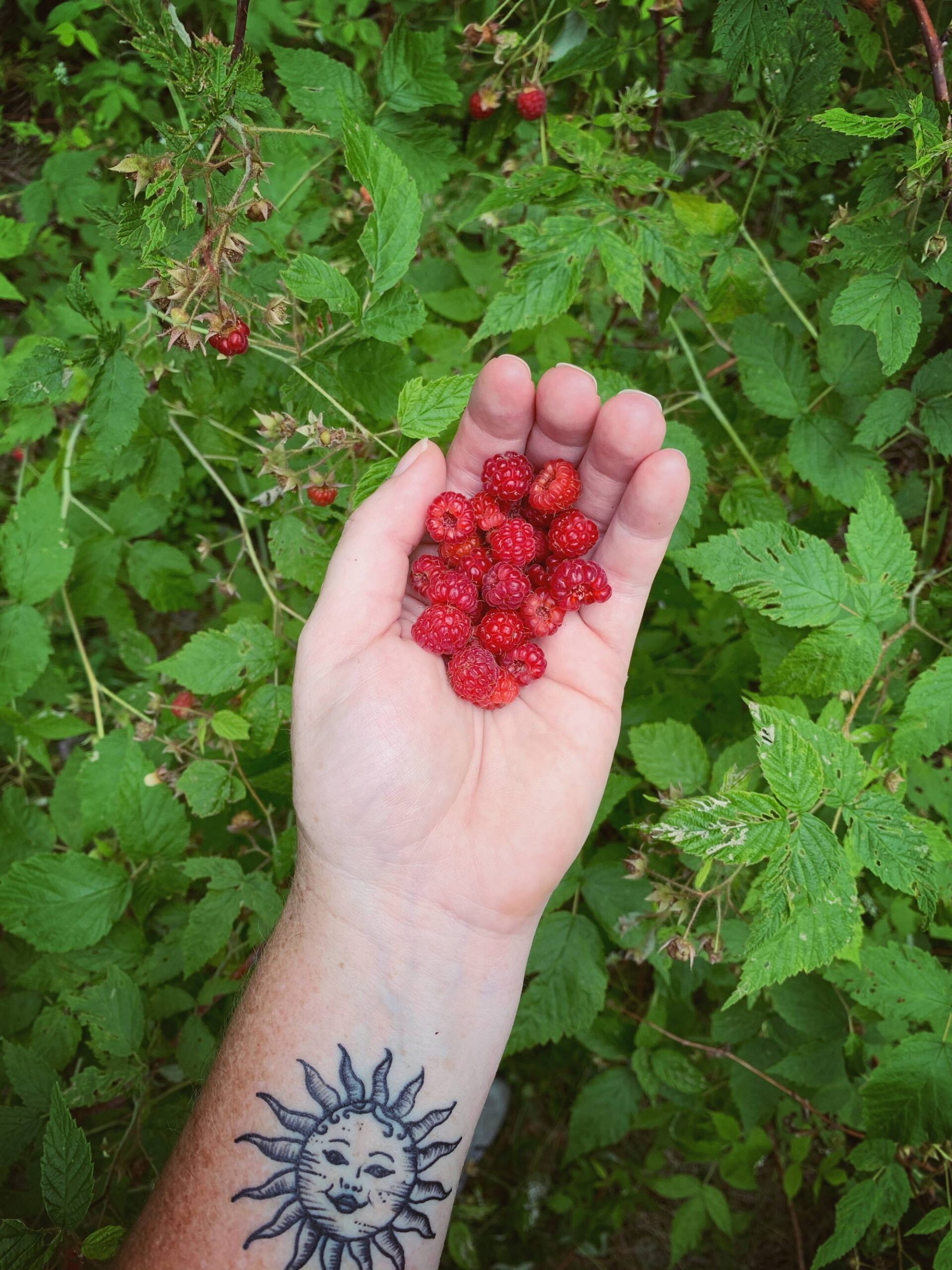 Stumbled upon a wild raspberry patch on my hike today