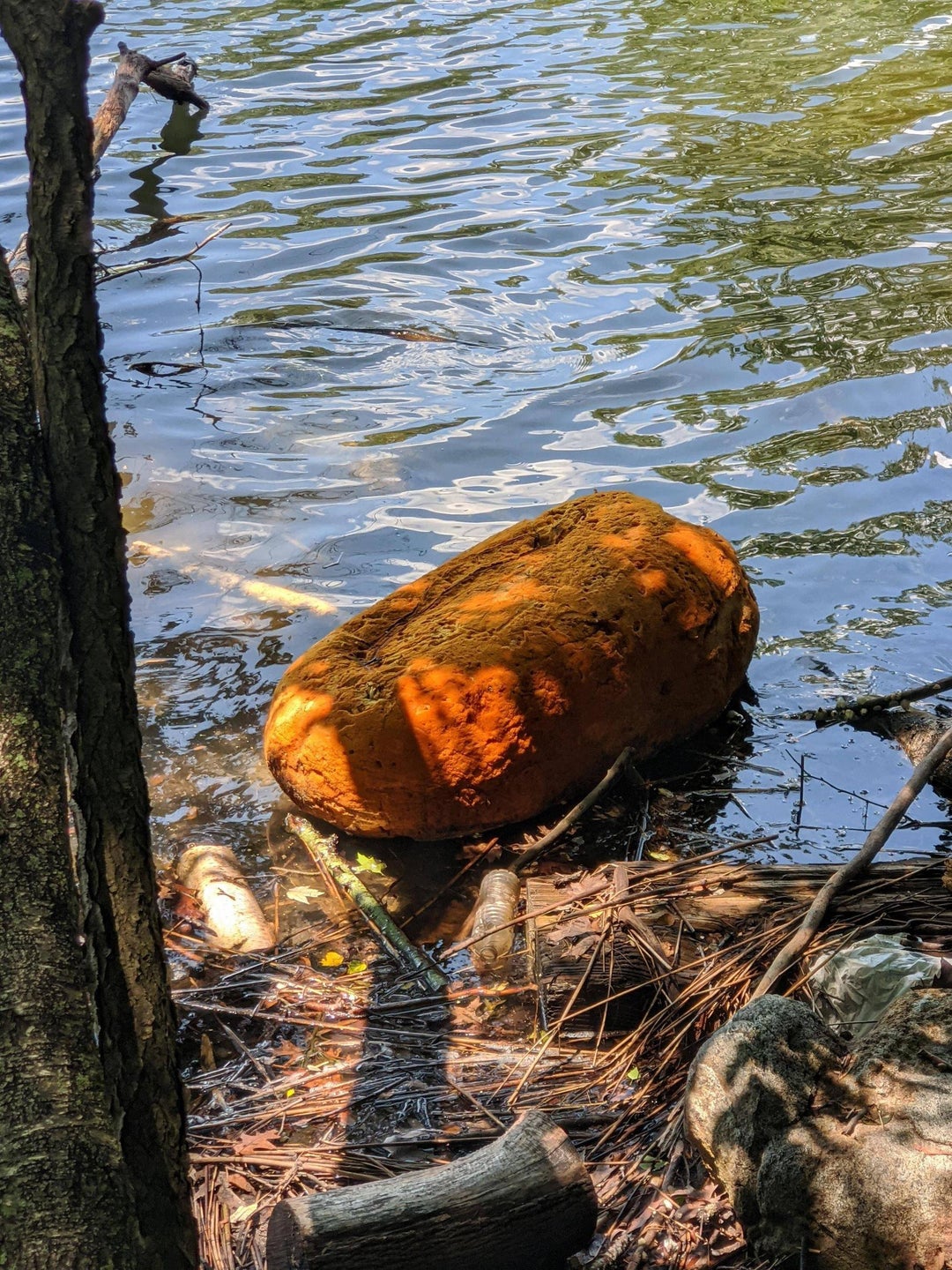 This was floating in a lake in a nature preserve we were hiking in. In person it looked like an orange rock with the consistency of a sponge.