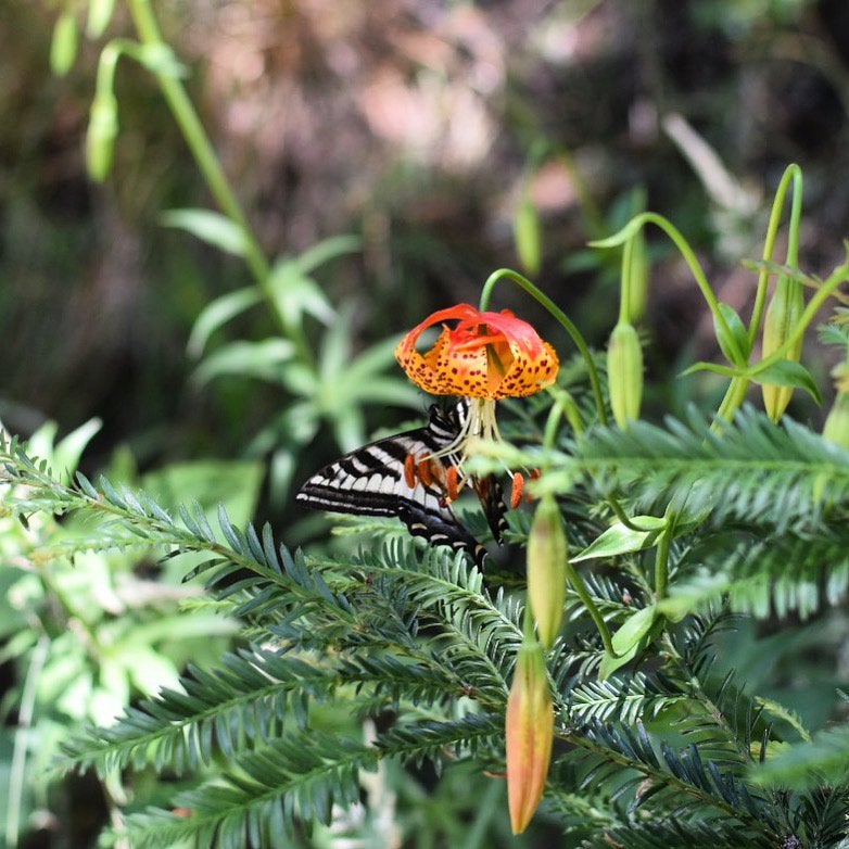 Took a pic of this butterfly while hiking Dipsea trail in Muir woods last weekend