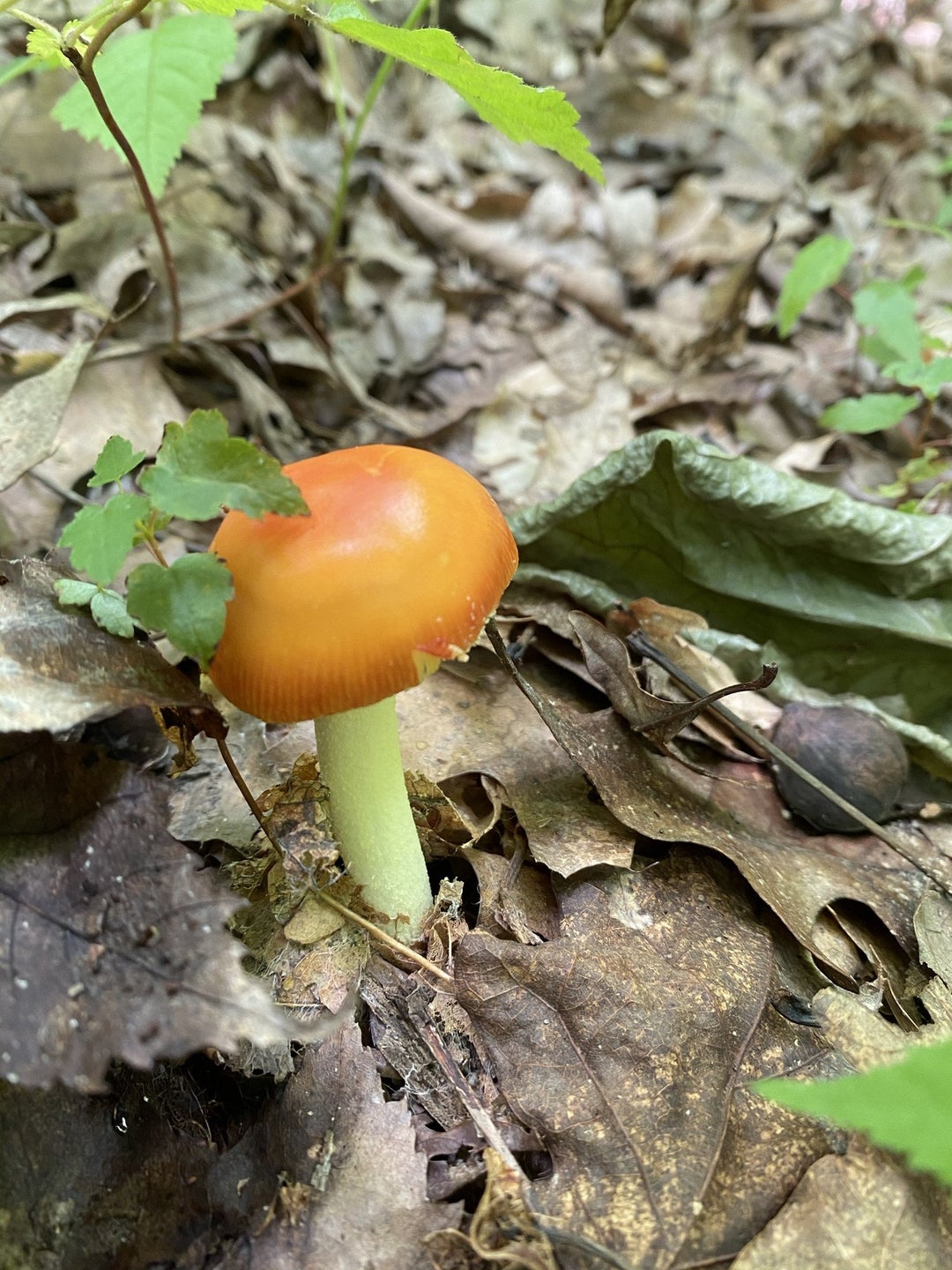 Spotted all of these fungi on a two hour hike through Red River Gorge, Kentucky.