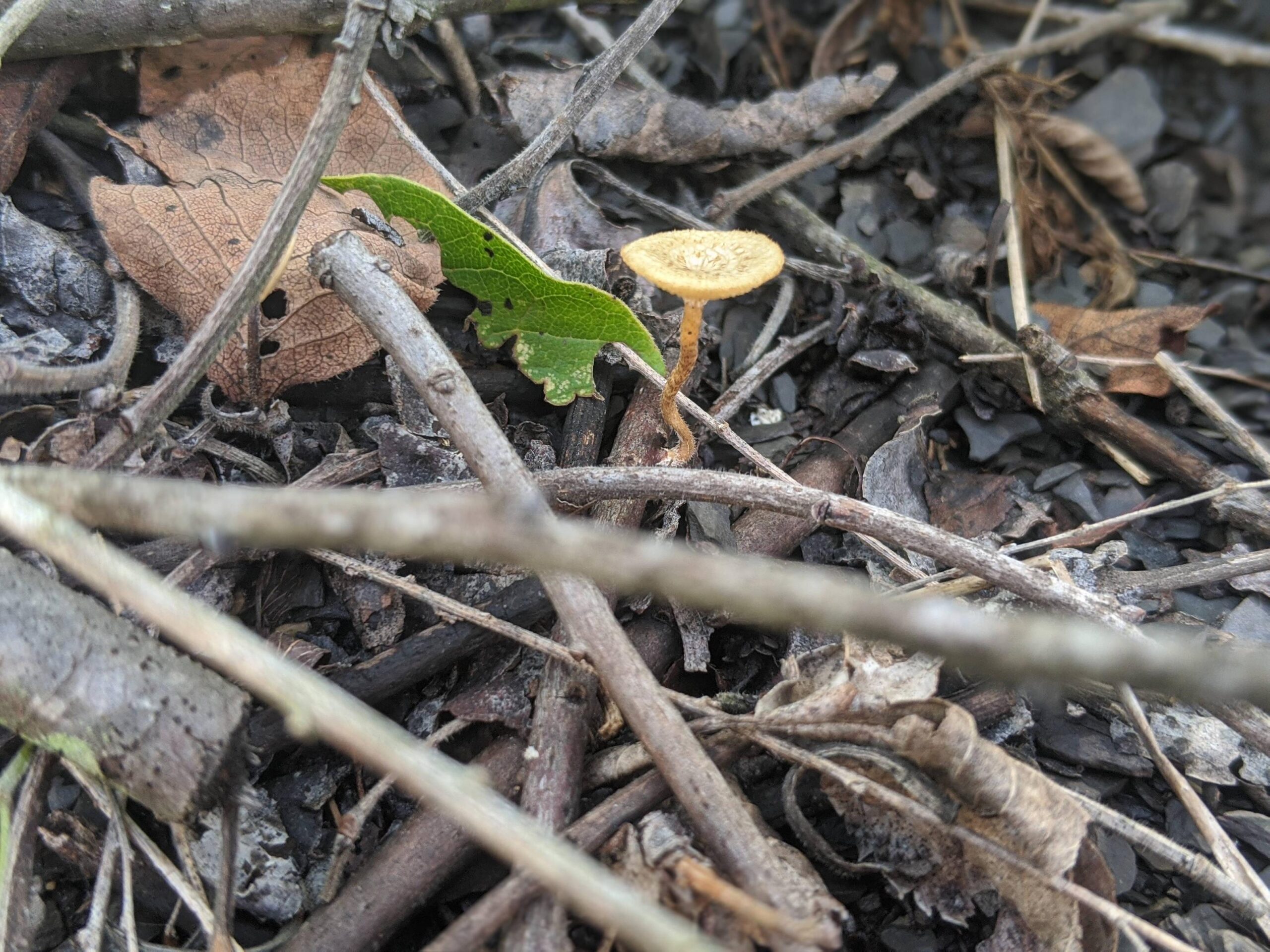 Found on a hike in Eastern Oklahoma.