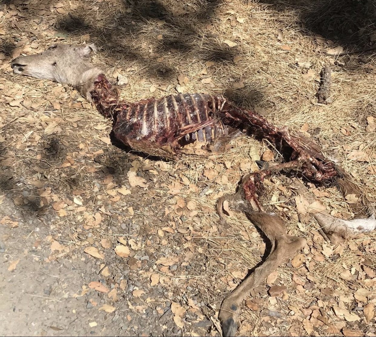 Deer Carcass at Sunol Wilderness