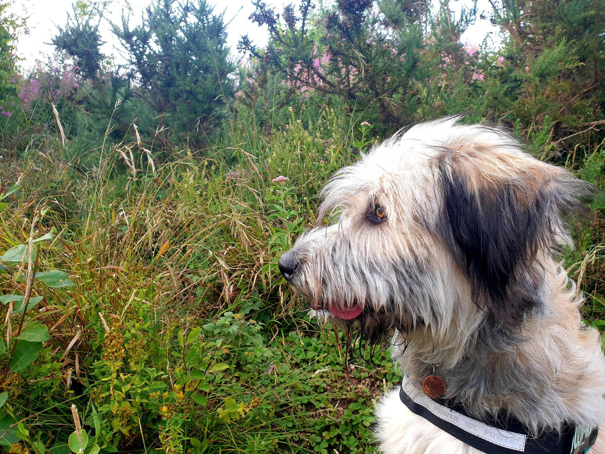 Hiking blep