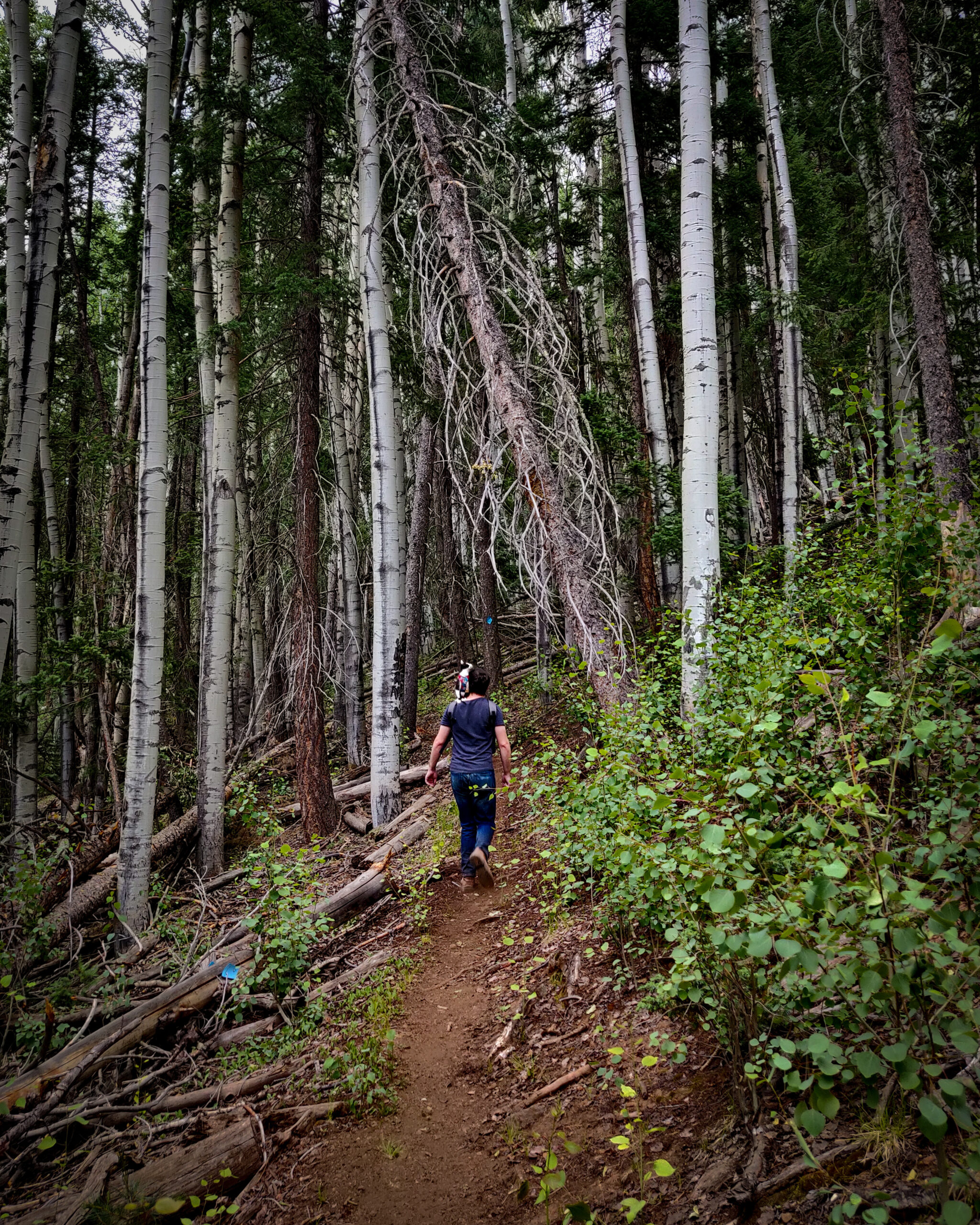 Perfect weather for hiking, until it started to hail. Pole Knoll Loop, Mount Baldy Wilderness, Arizona, USA