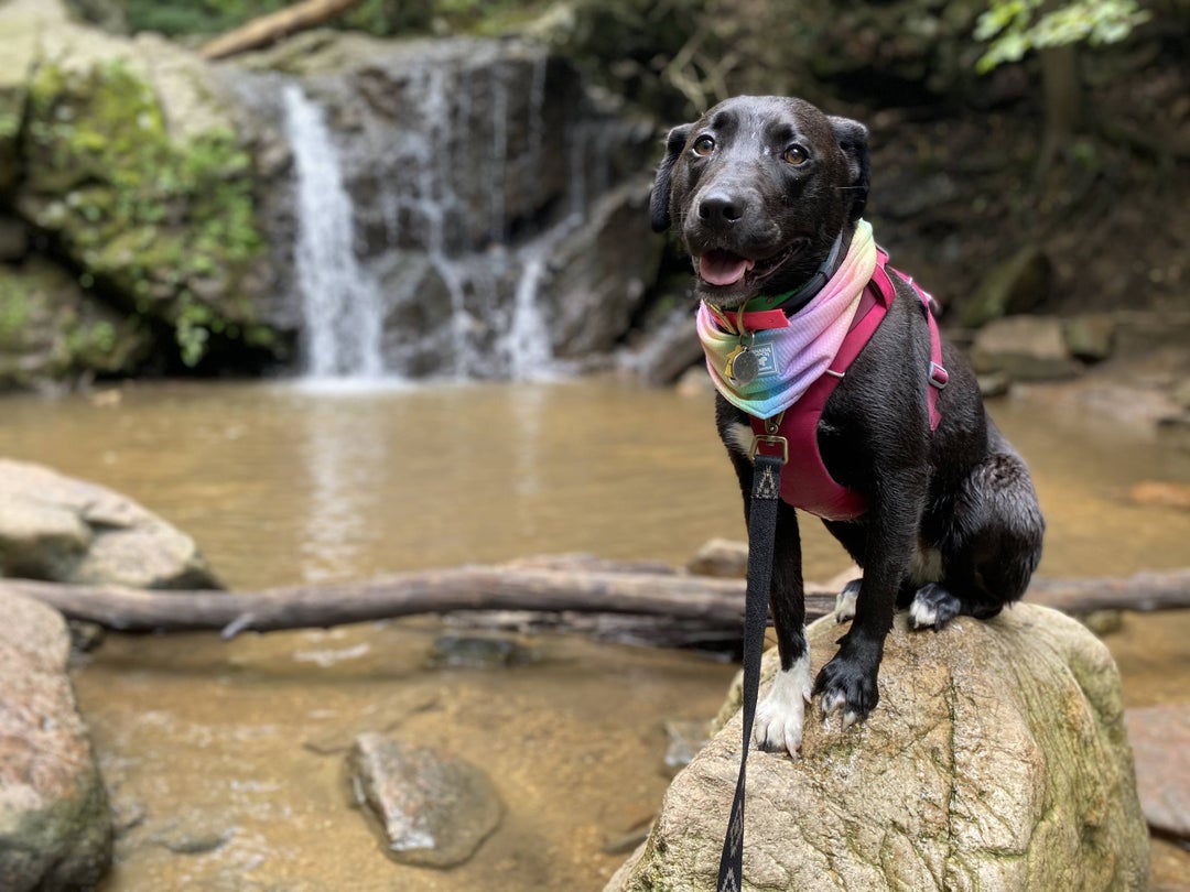 Cascade Falls, Patapsco State Park, Maryland, USA. A short, hilly loop with a refreshing endpoint