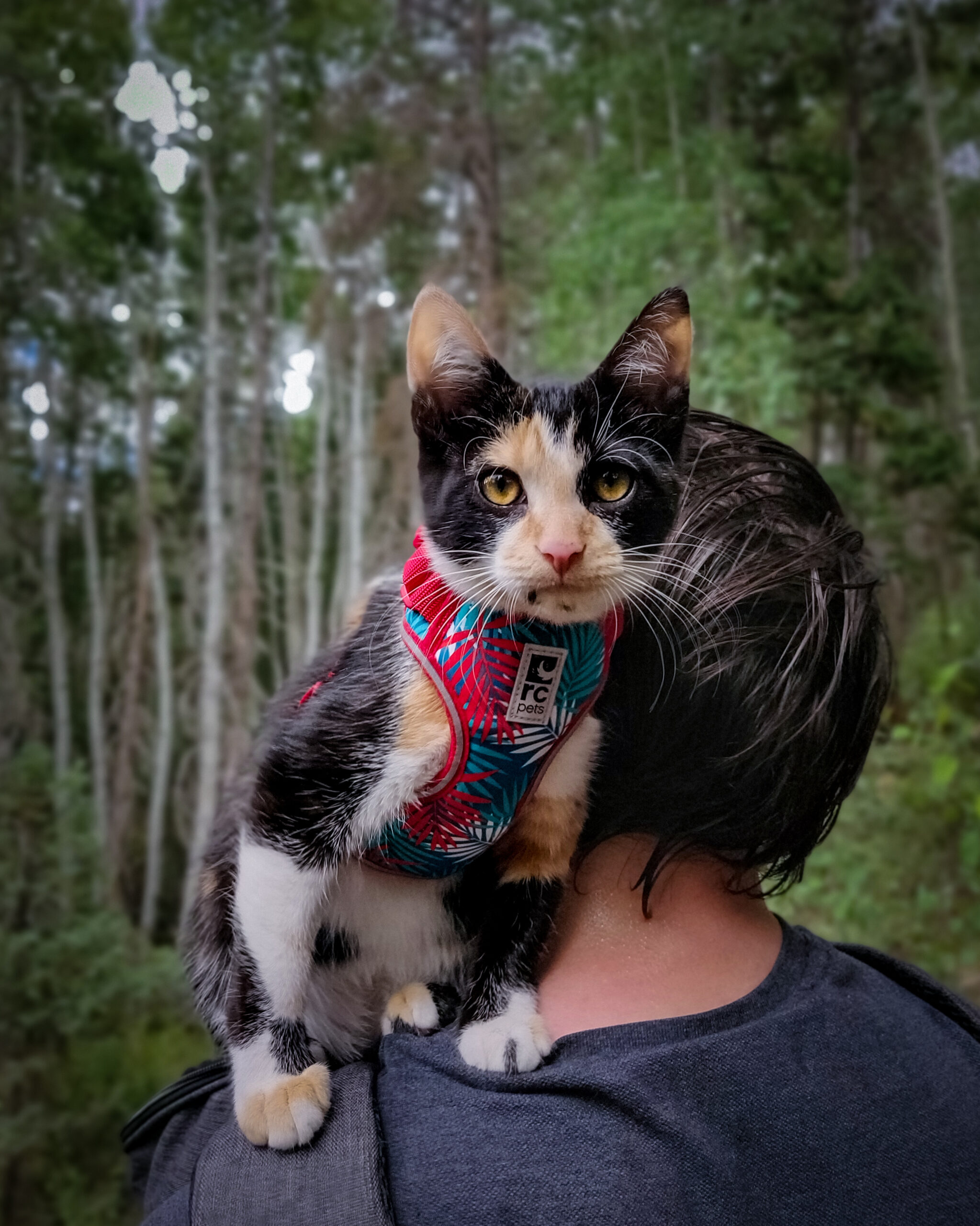 My cat likes to go hiking