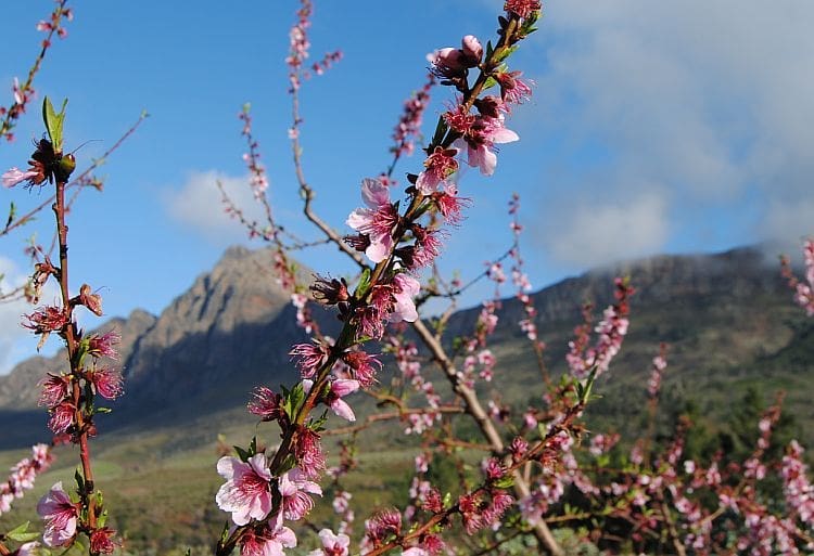 Blossoms on a fruit tree in Tulbagh.Spring must be getting near…..southafrica blossoms outdo…