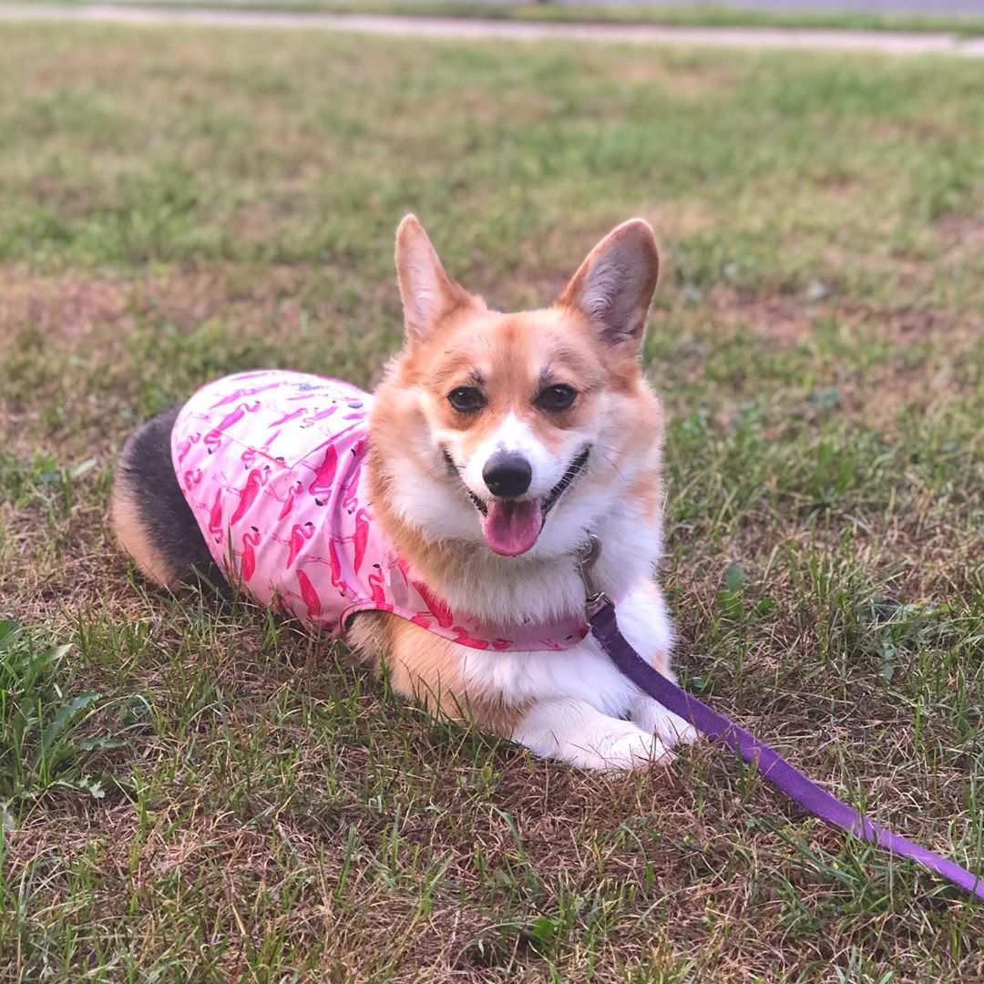 Rain, rain, go away, come again another day cleothecorgi cleo adventurecorgi adventure …