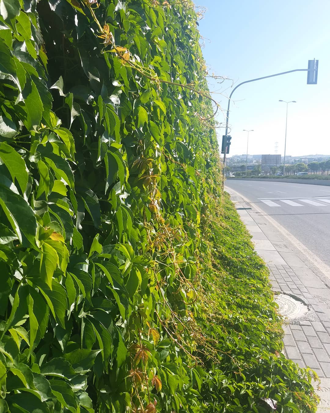 Bazen doru yolu bildiimiz halde gitmek istemeyiimizin sebebi nedir sizceautohash leaf flora …