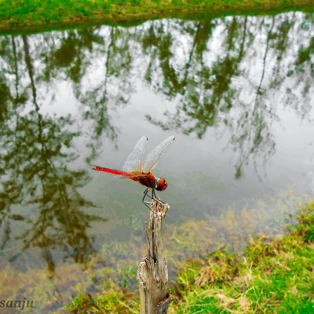 dragonfly fly beatifulday nature outdoors travelphotography naturelovers photography phot…