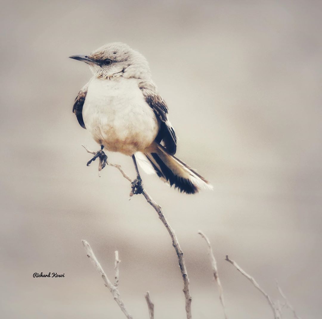 misty… mockingbird birdsofinstagram birdsinnature birdphotography birdcapture naturelover n…