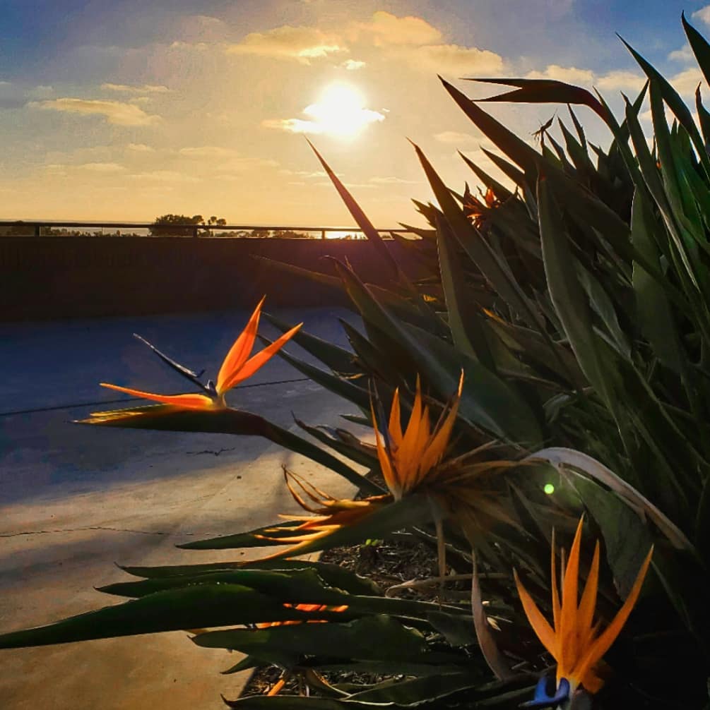 Bird of Paradise, even plants understand there is something better.outd…