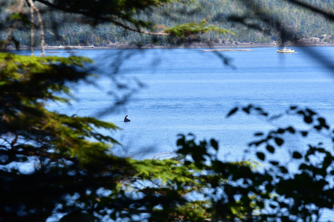 We got to watch a pod of orcas feeding from our hike on the north east coast of Vancouver Island. Dave Farrant Blinkhorn Trail