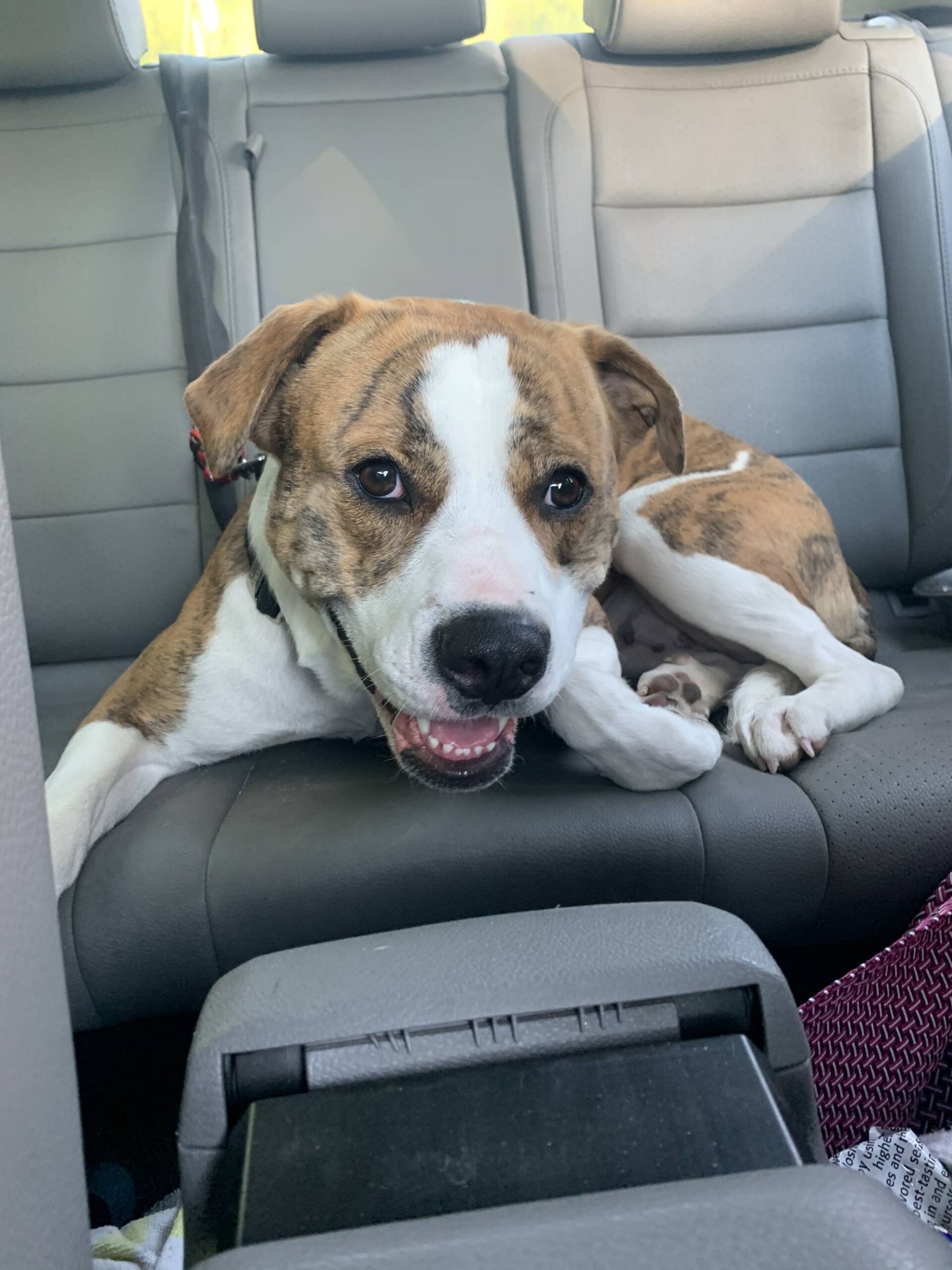 Took my pup Daisy out on her first hike the other day – this was the smile she was giving on the ride home