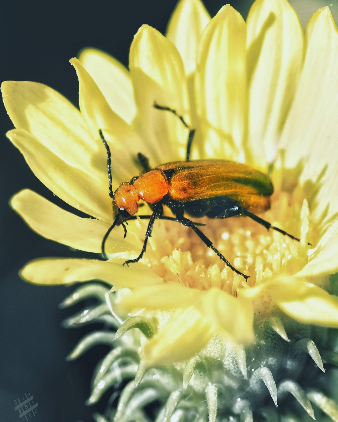 Unknown type of beetle I saw while hiking