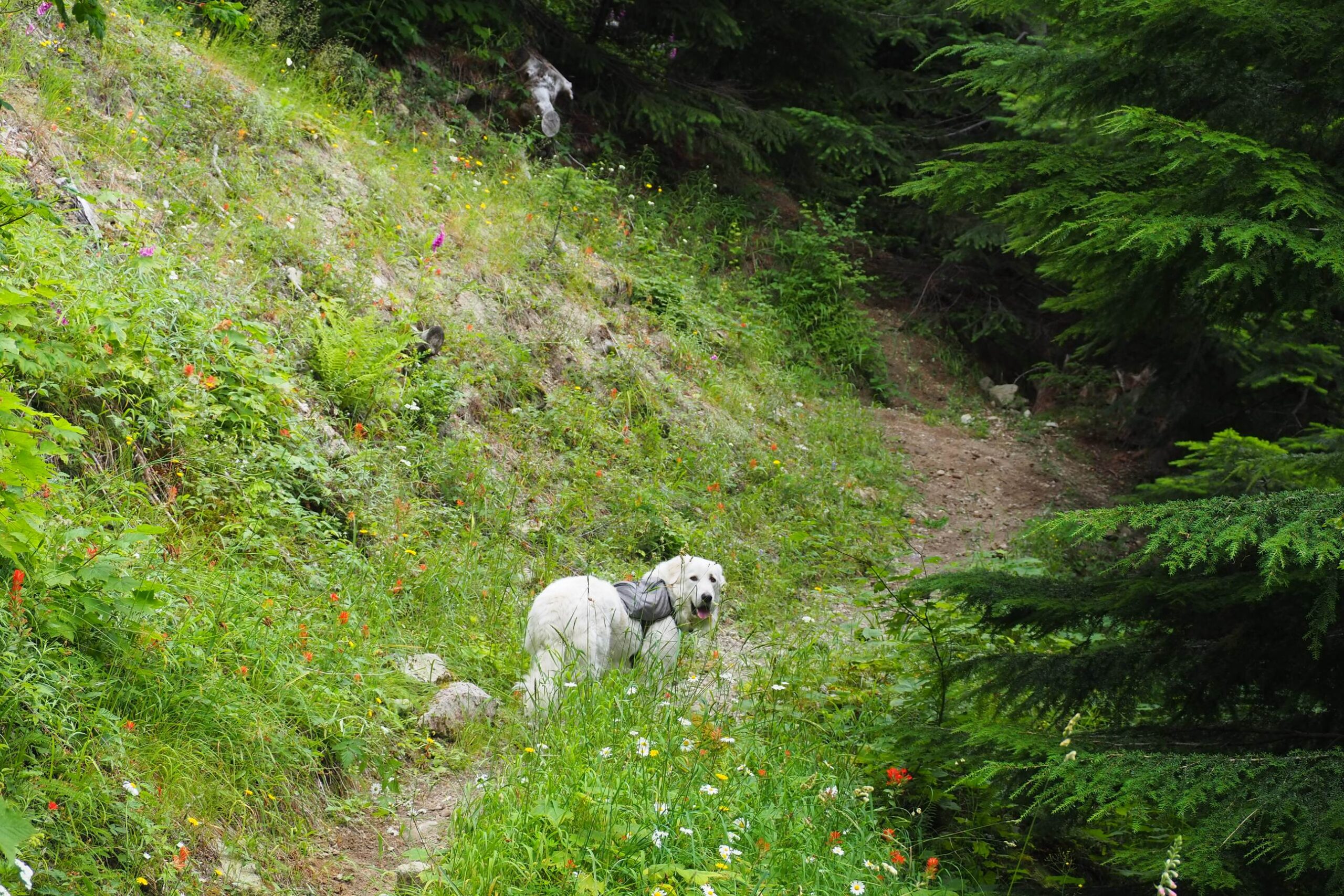 Protip, get your pyr a backpack so they carry their own poop on long hikes.