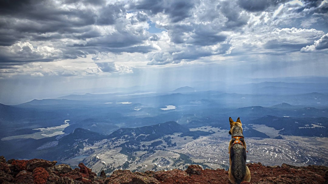 Caught my dog looking majestic on a hike