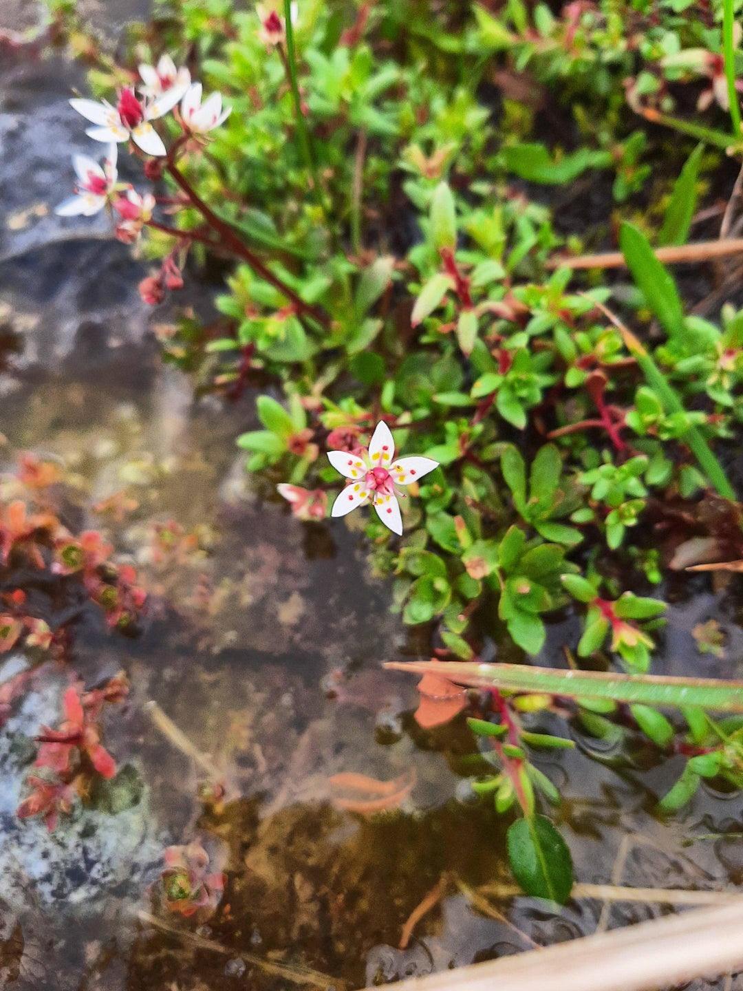 Starry saxyfrage Saxifraga stellaris is probably one of my favourite flowers, found these while hiking in the Swedish mountains and fell in love instantly.