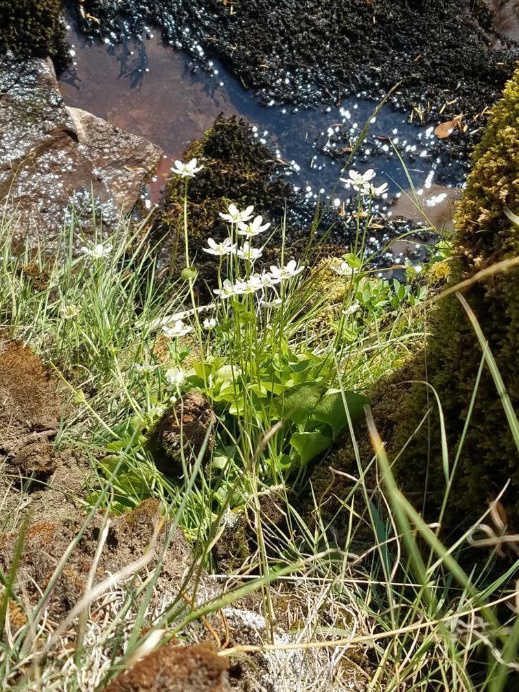 Hiking Tumalo Falls in Oregon. I saw it growing by a waterfall.