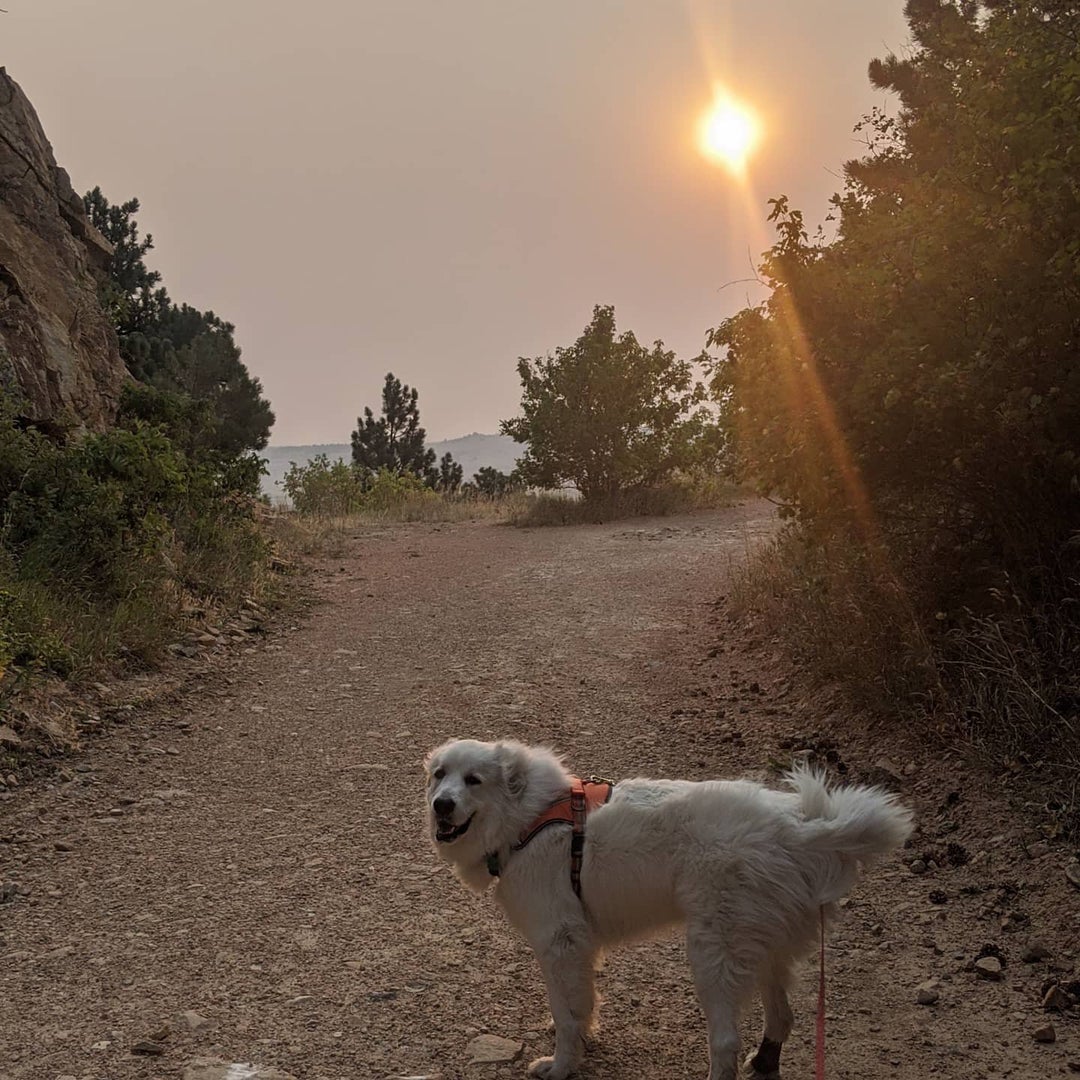 Love hiking with this floof