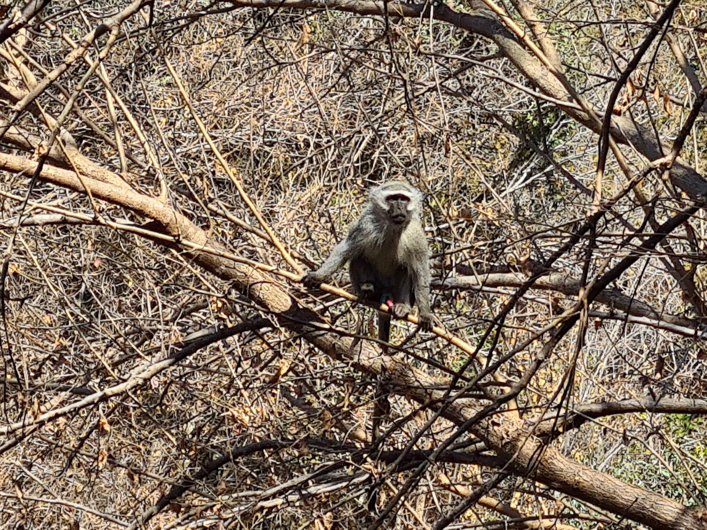 30x zoom while hiking yesterday with regular S20