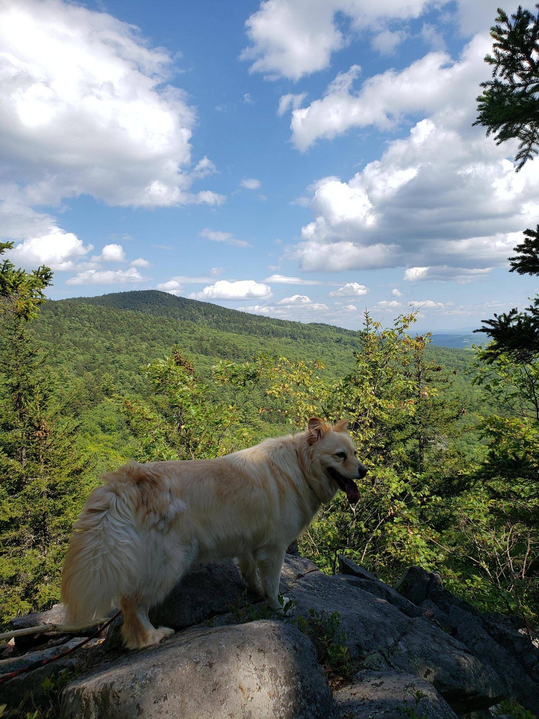 A few pics from Mondays hike up Ragged Mountain in Danbury